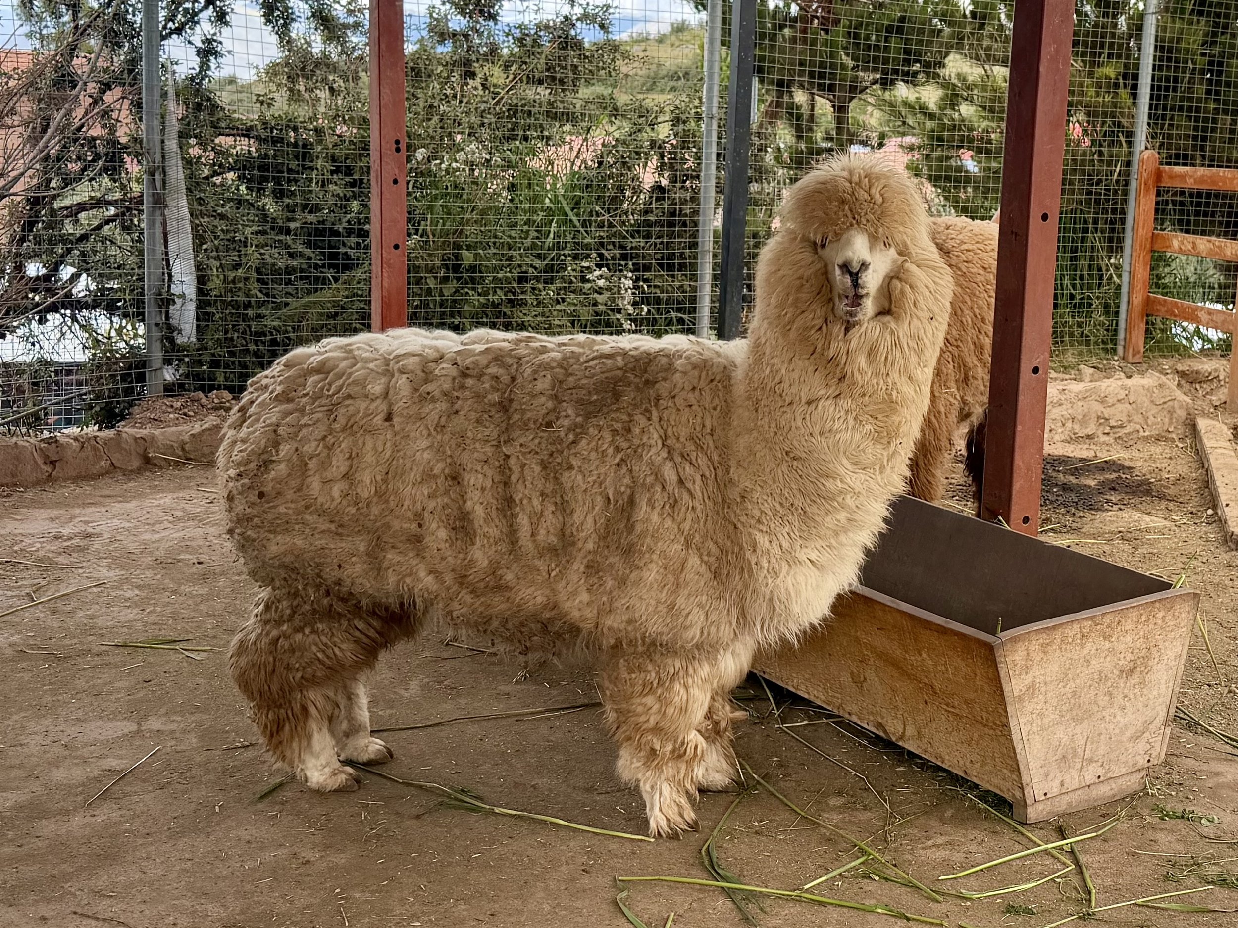 Huacaya alpaca