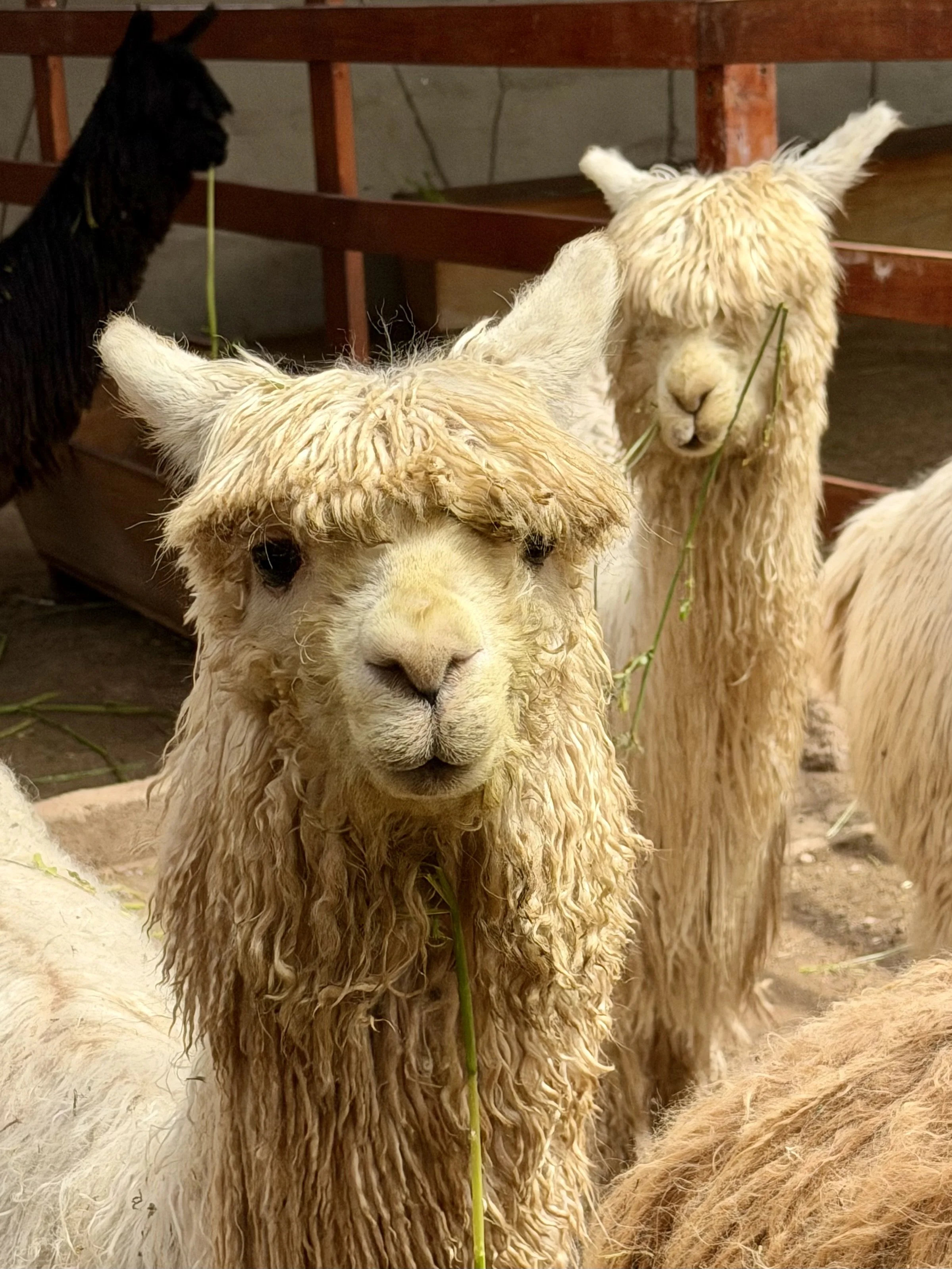 Suri alpaca