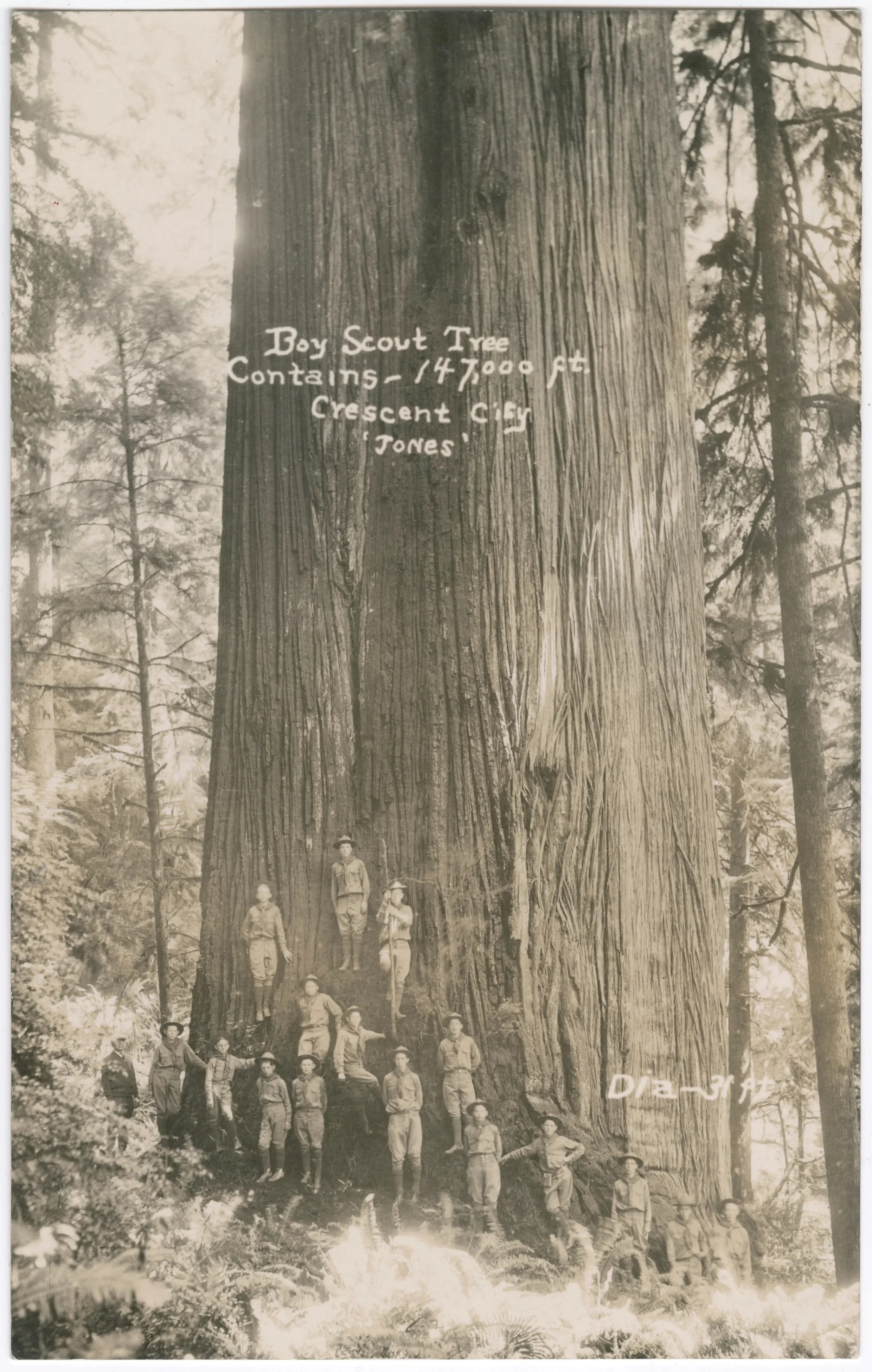 A group of Scouts gather at the base of Boy Scout Tree in this photo from the 1930s. 