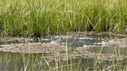 trim.E3BB6ECE-7D36-40E4-9511-5C778B1E6FFE.gif