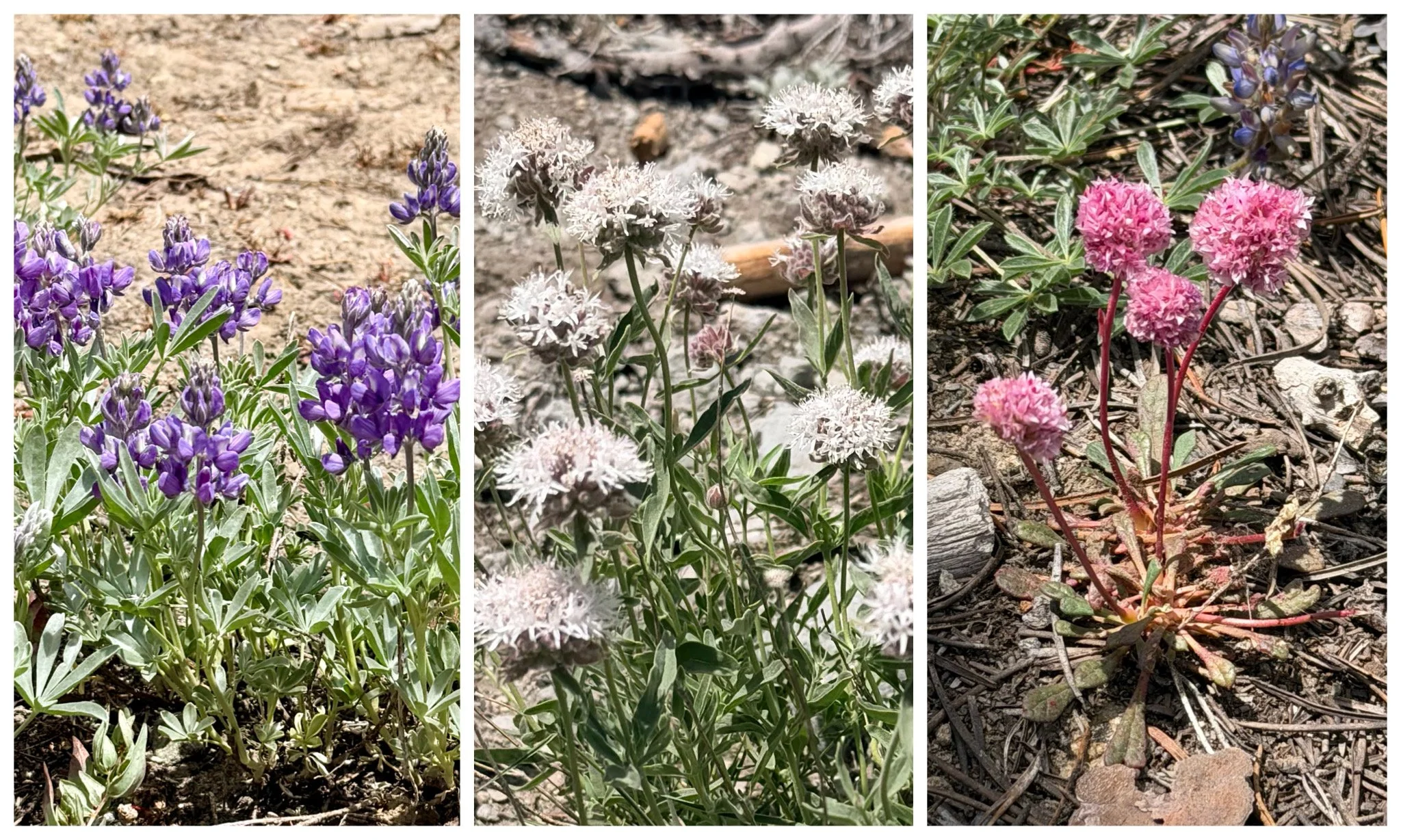 Satin Lupine, Mountain Coyote Mint, Pussypaws