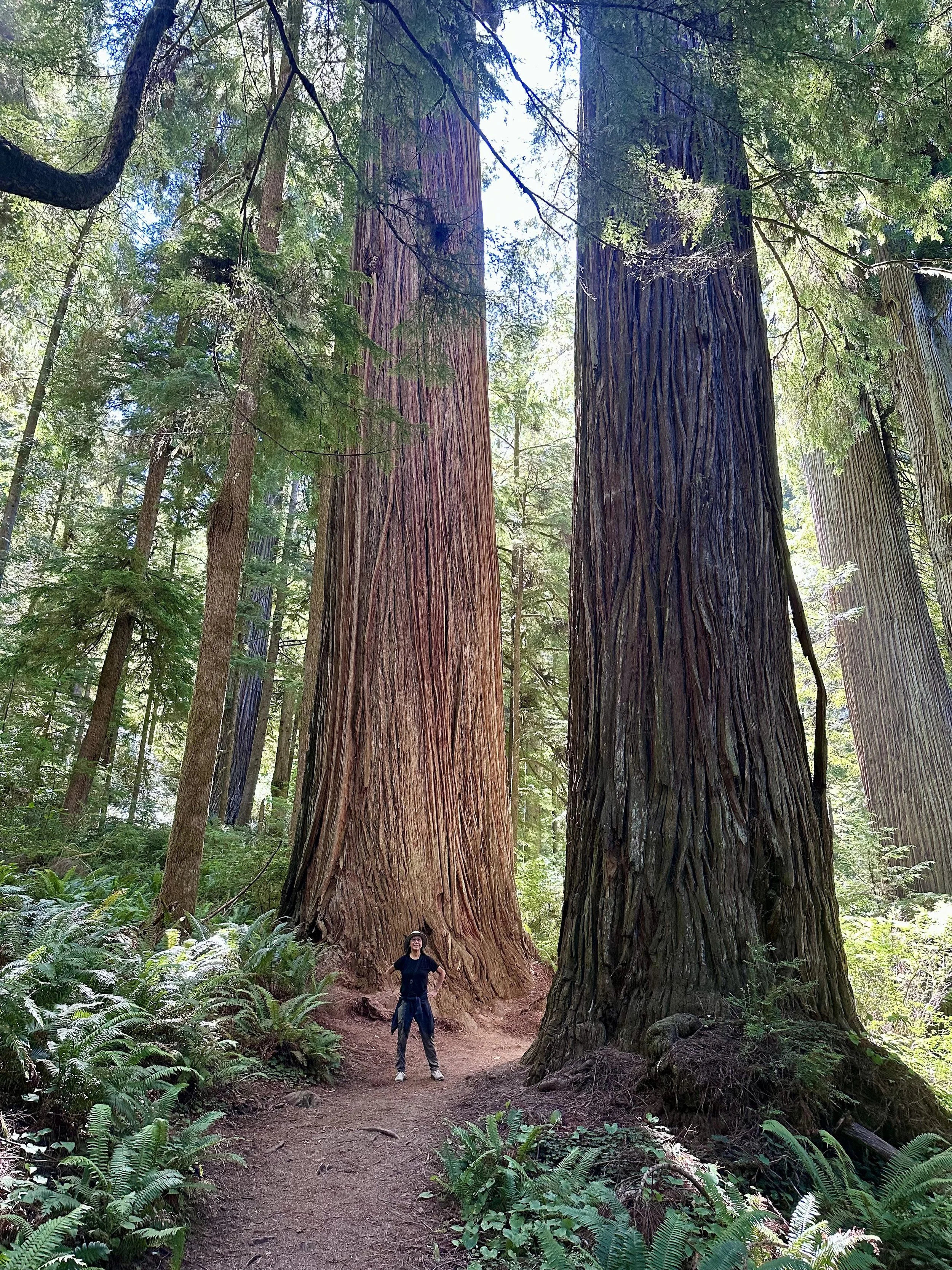 Redwood Part 1: Howland Hill Road