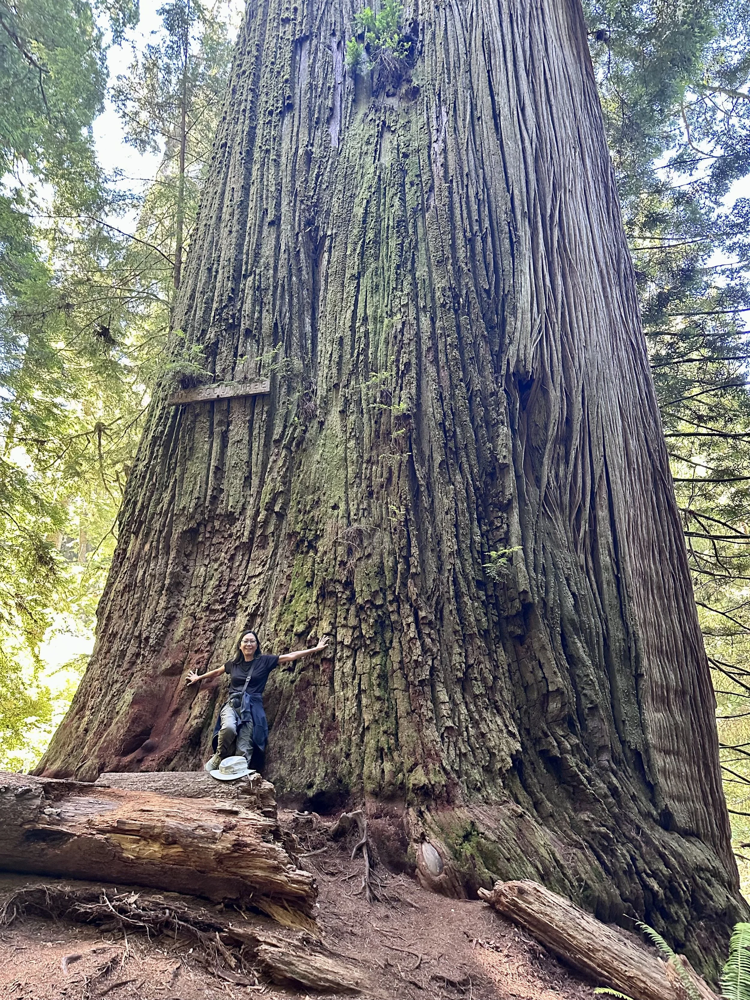 Boy Scout Tree