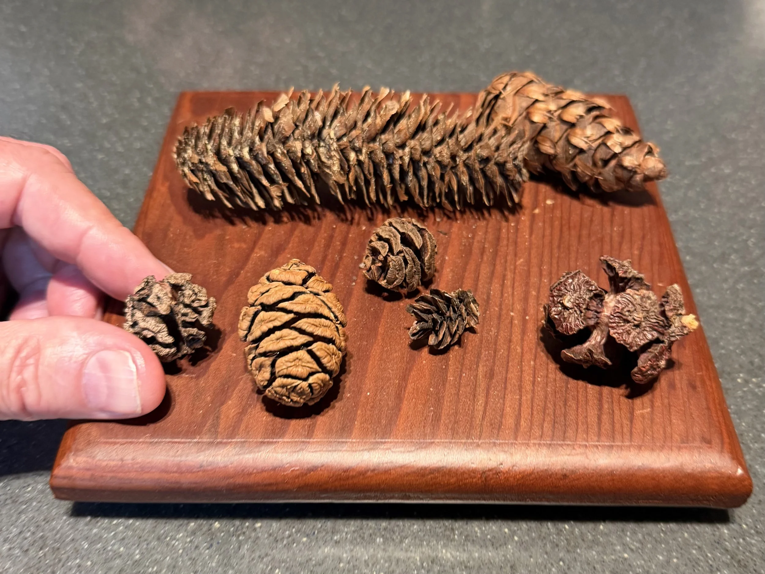 Steve is holding the coast redwood cone!