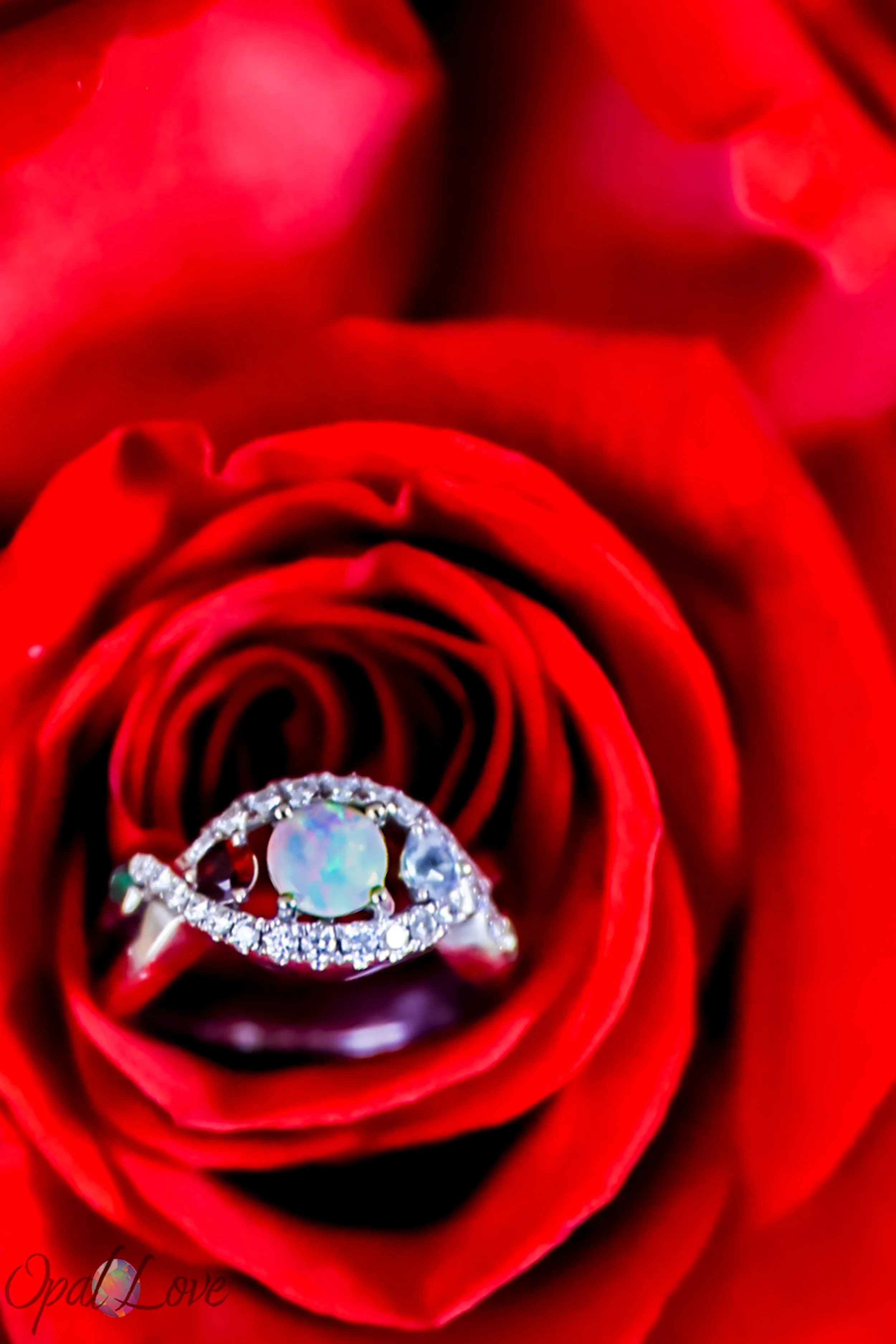 Opal engagement ring resting inside the petals of a red rose.