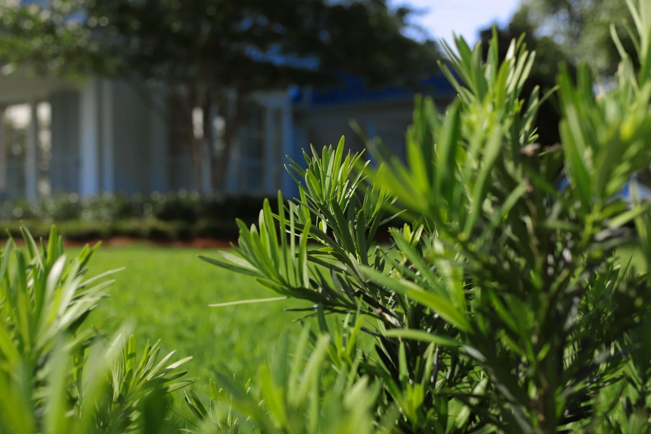 Plant design in Private Residence in South Louisiana