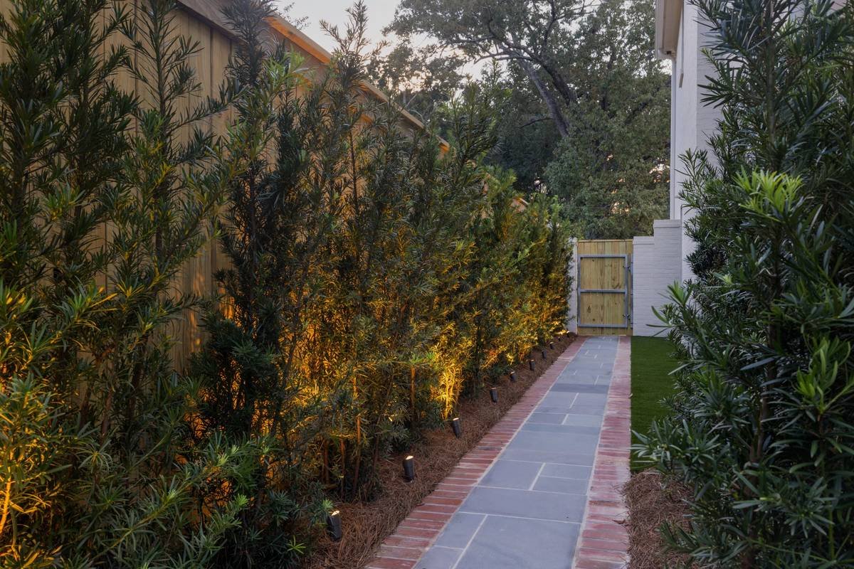 Uplit podocarpus lining a bluestone walkway to a wood gate at dusk — Flora Landscape Contractors