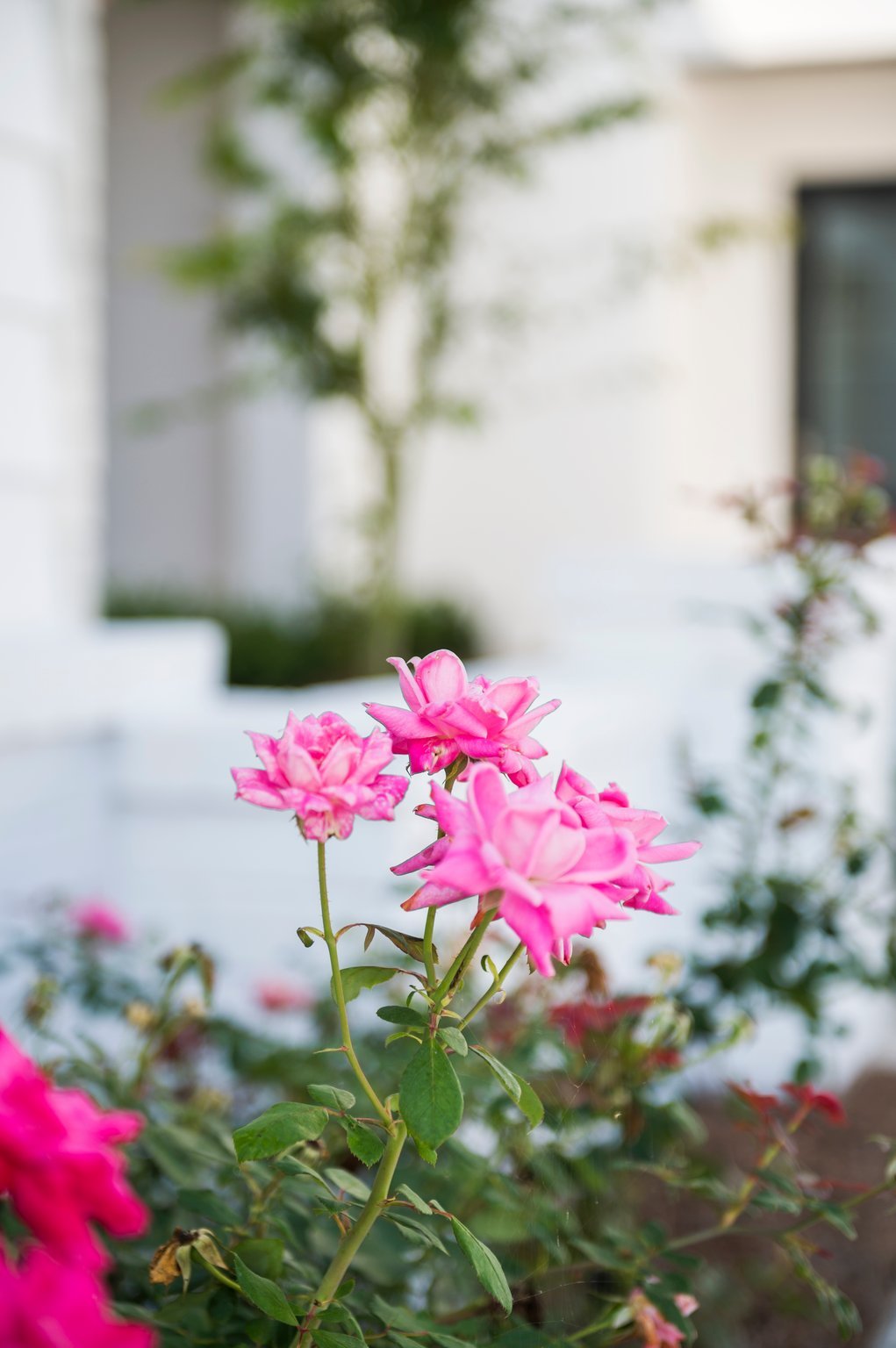 pink roses