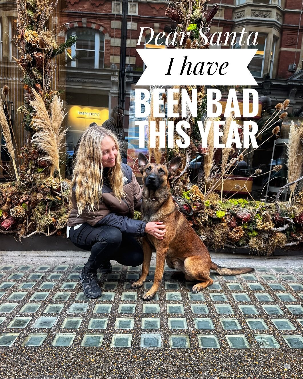 Not too much to ask for is it 🤷🏼‍♀️
What are you hoping for from Santa this year? 
.
.
.
.
.
#christmasdogs #dogowner #dogobsessed #doglifeisgood #malinoislife #malinoisofficial