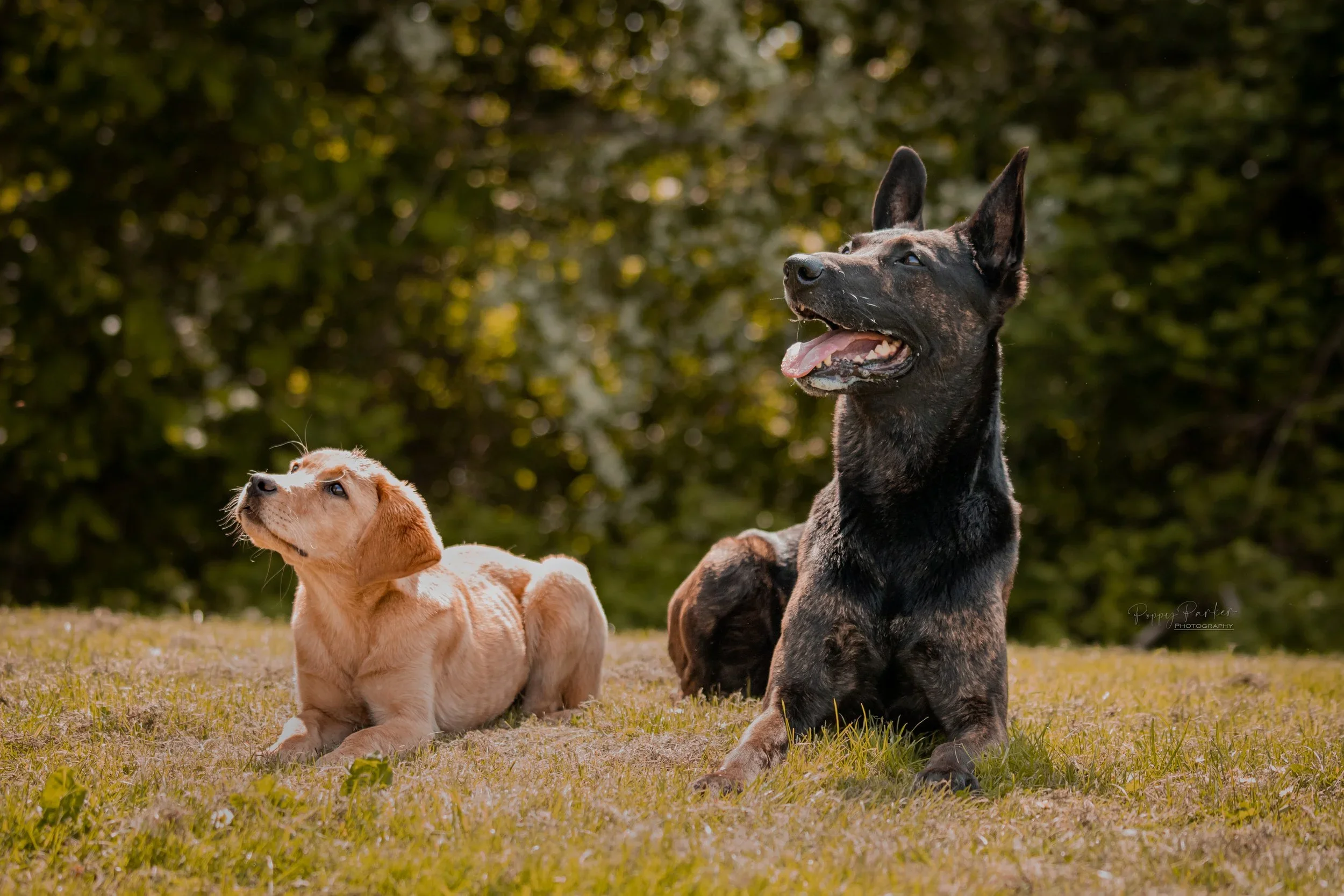 Prison Phase in Dog Training: Why I Don’t Use It Anymore