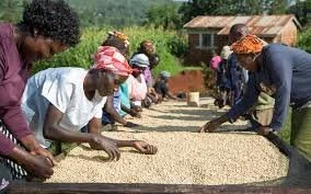 What Is Living Wage Coffee,  And Why It’s Not the Same as Fair Trade