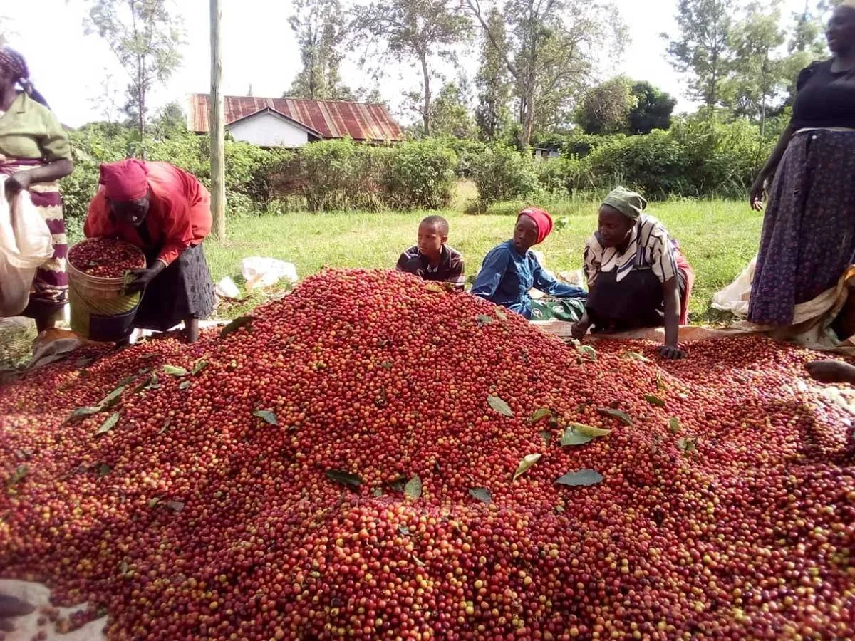 The Unique Trait That Makes East African Coffee Beans So Coveted 