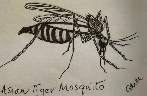 Marsh Fever – The Ague