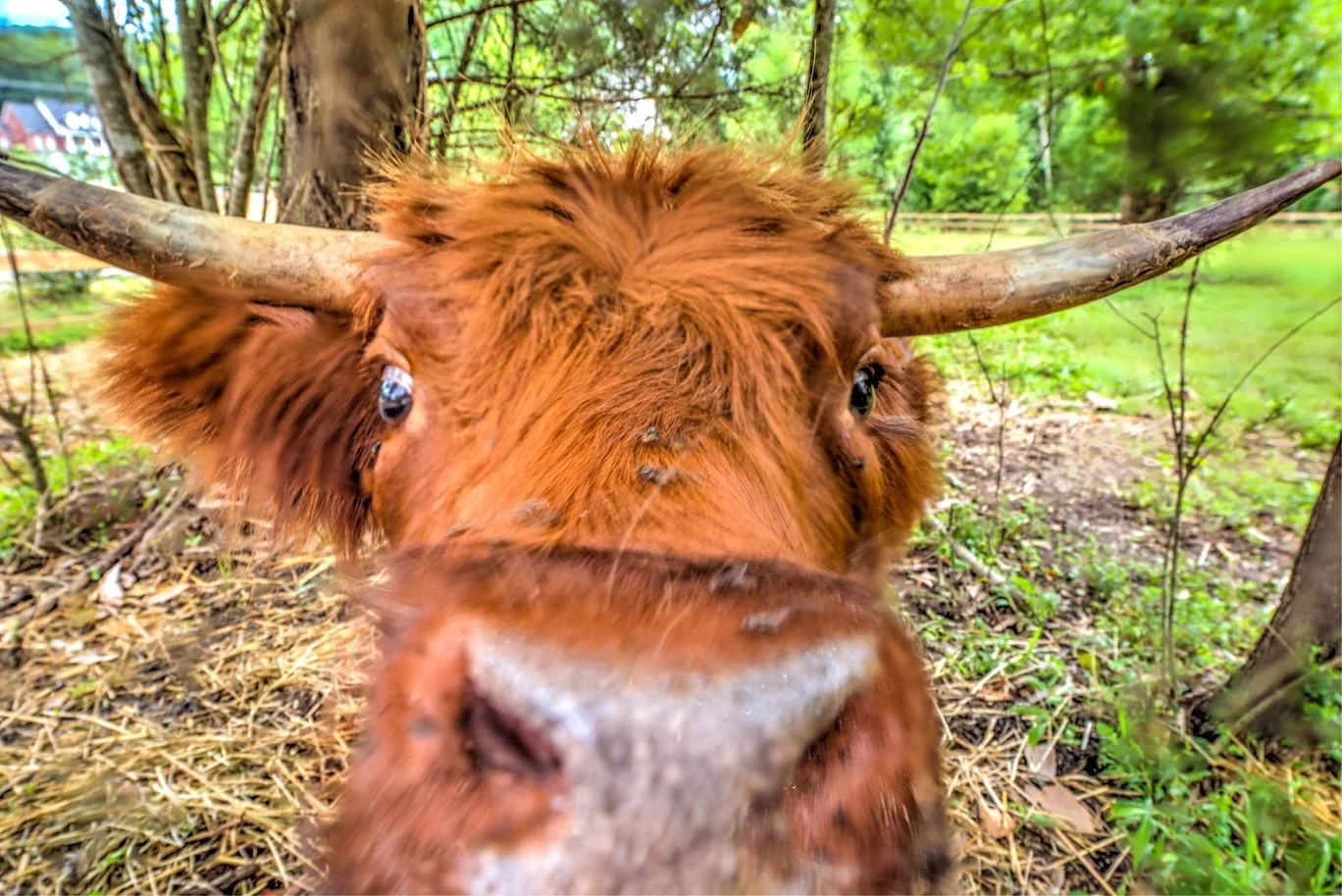 Good moooorning! 🐮 

Name another wedding venue with highland cows, I&rsquo;ll wait&hellip;

Touring and pricing info in our bio🤠