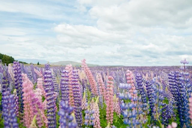 Unique Ways to Celebrate Life After a Loved One’s Cremation