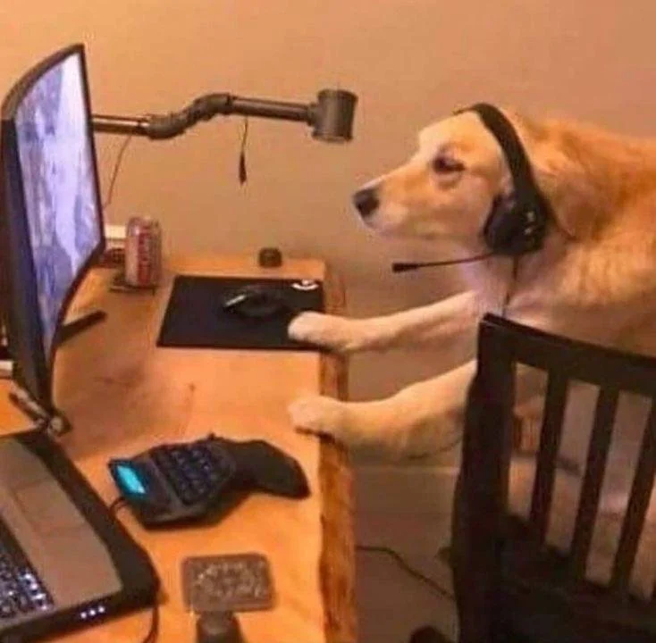 golden retriever wearing gaming headphones looking at a computer screen pretending to play a game