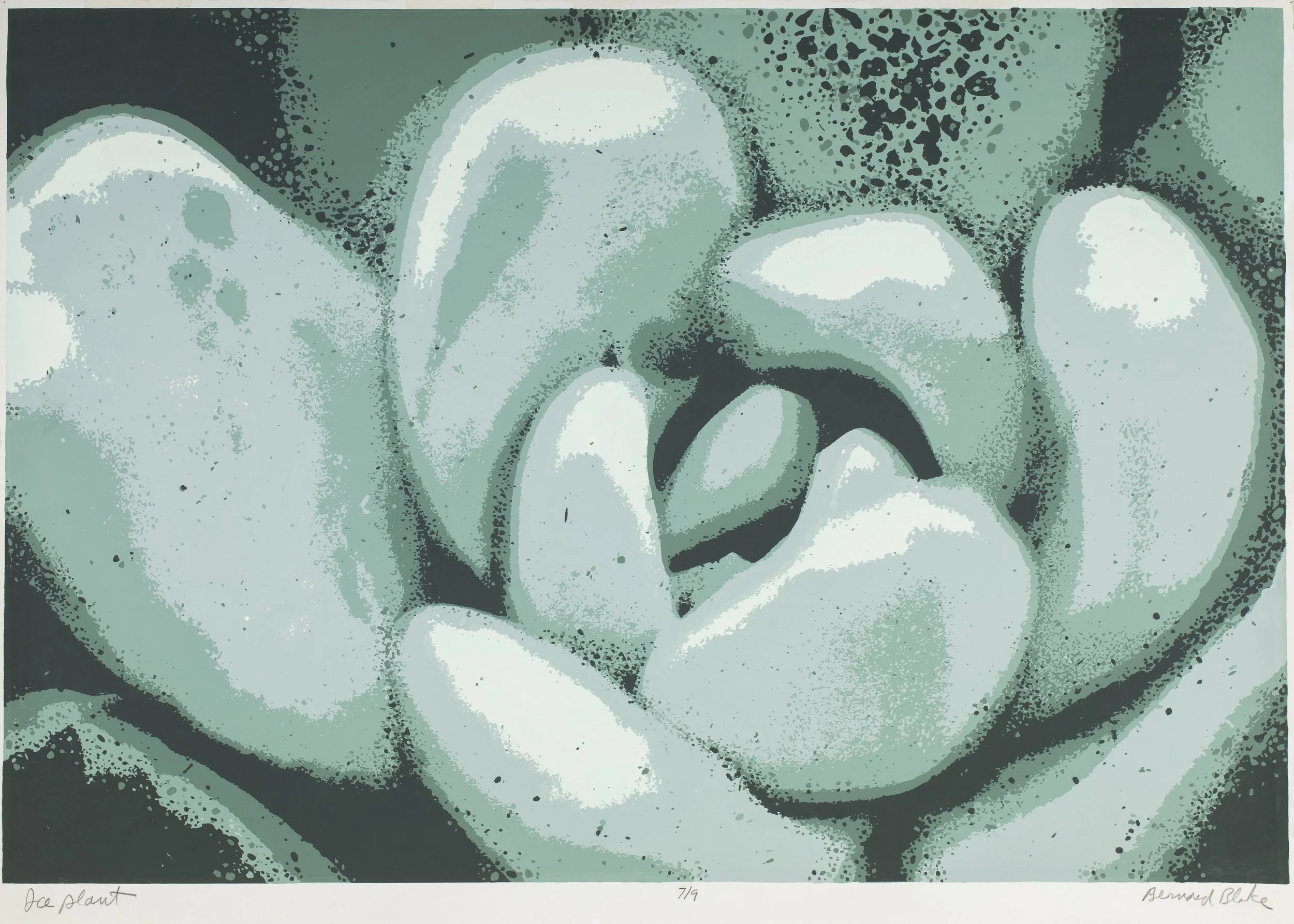 Iceplant