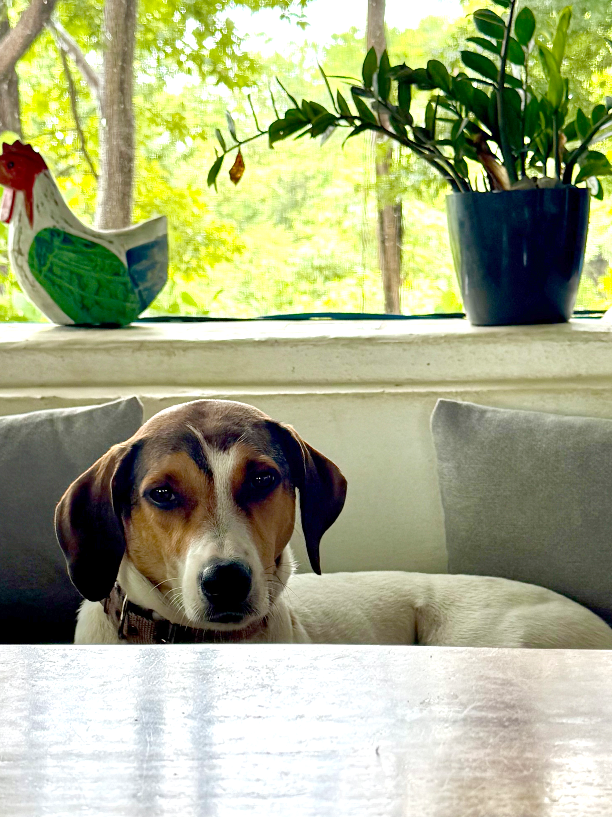 Shaggy: Patrona guardiana de la finca, guía intelectual de Suri