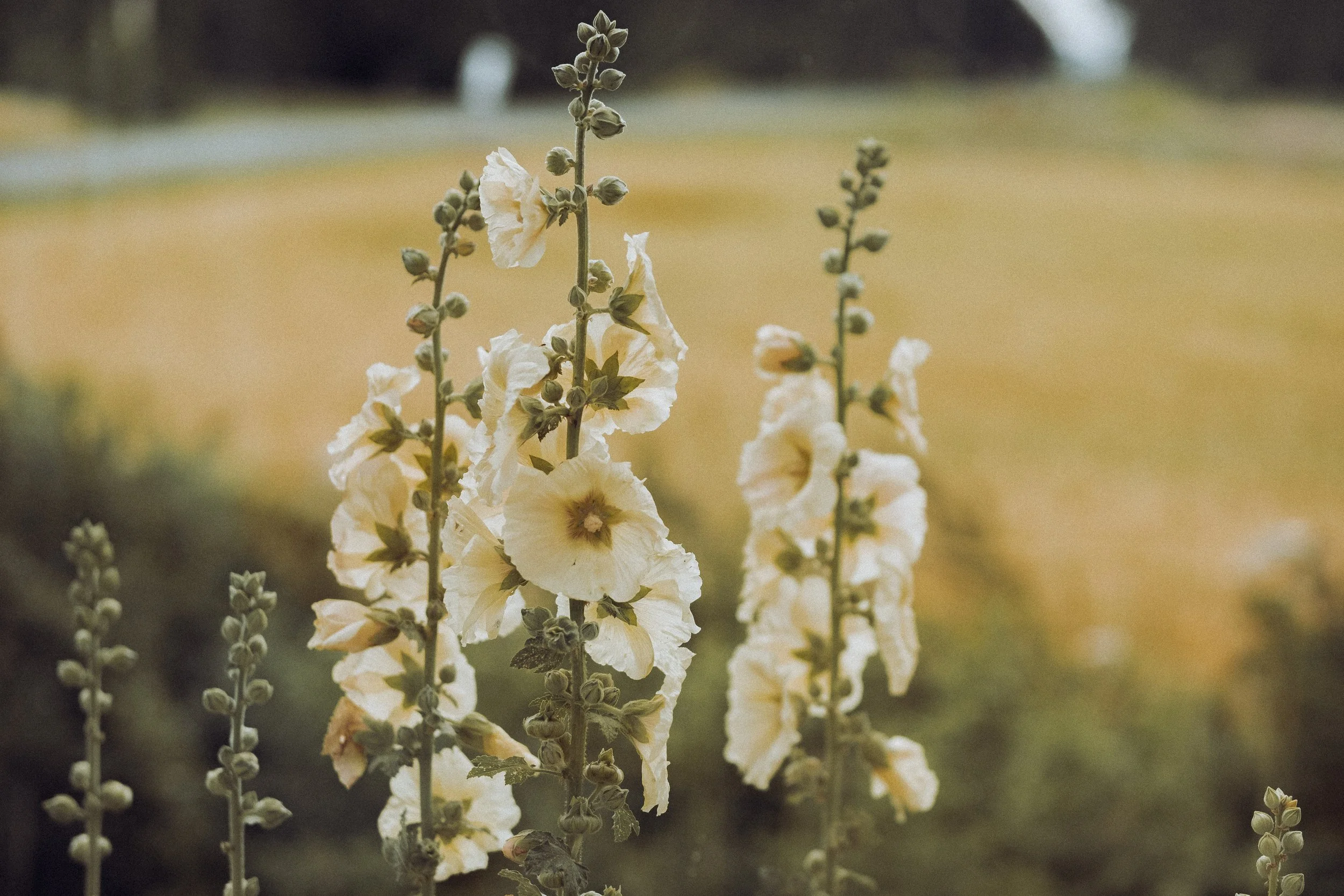 DSCF7320-6.JPG