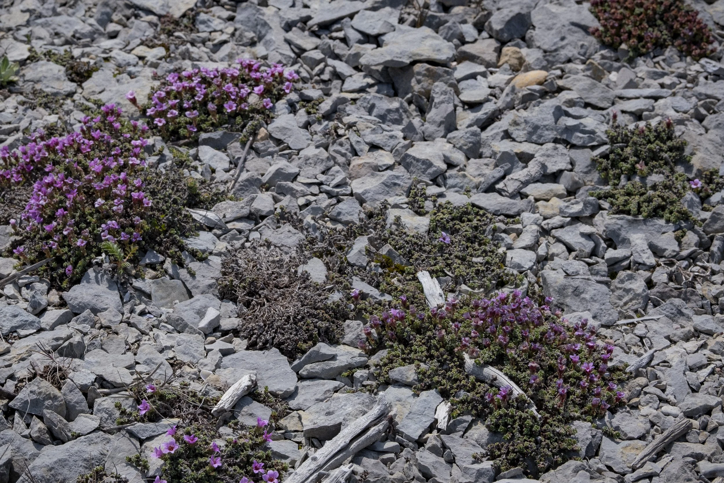 DSCF6245.JPG