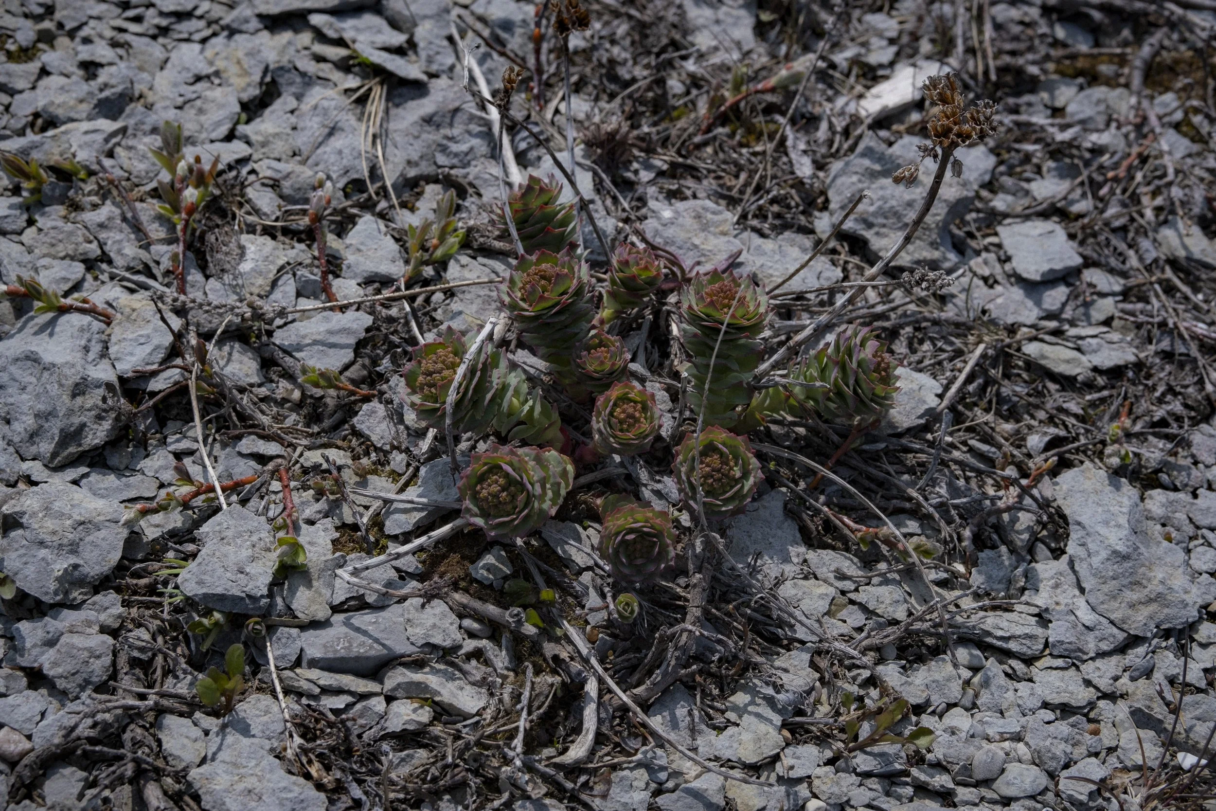 DSCF6270.JPG
