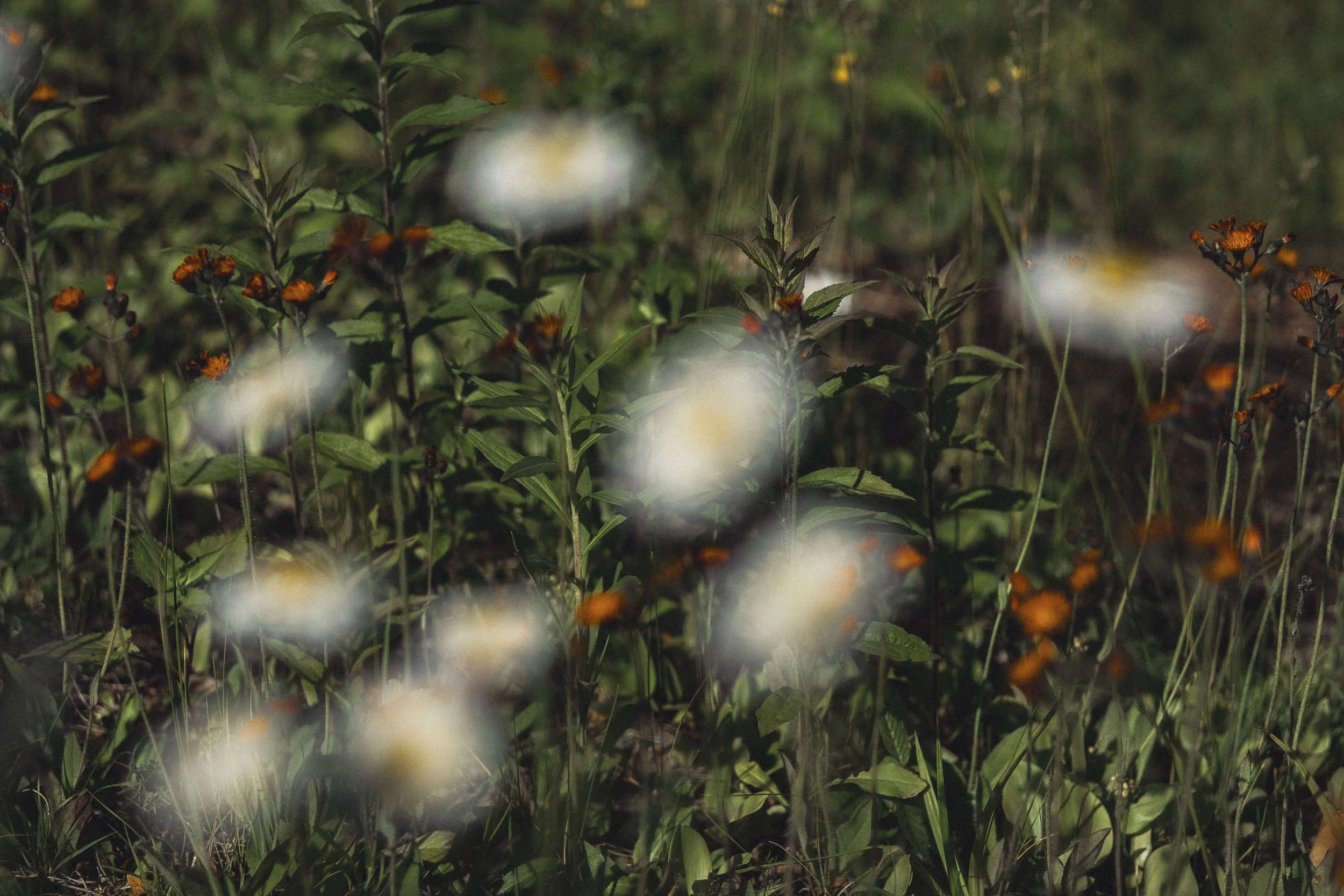 DSCF6412-6.JPG