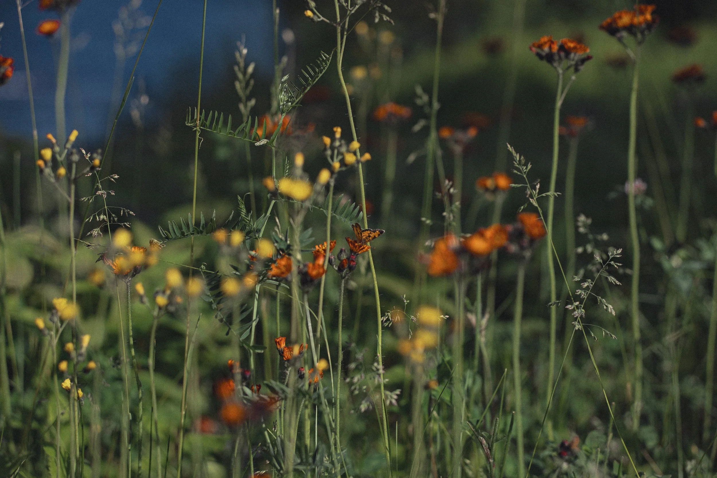 DSCF6411-6.JPG