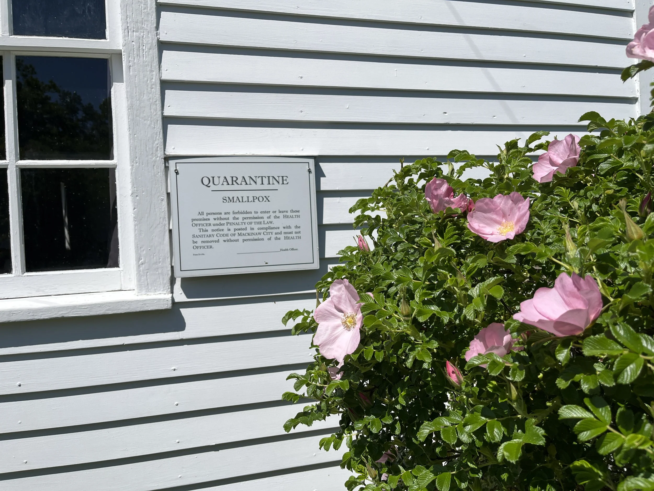 Roses in bloom.jpg