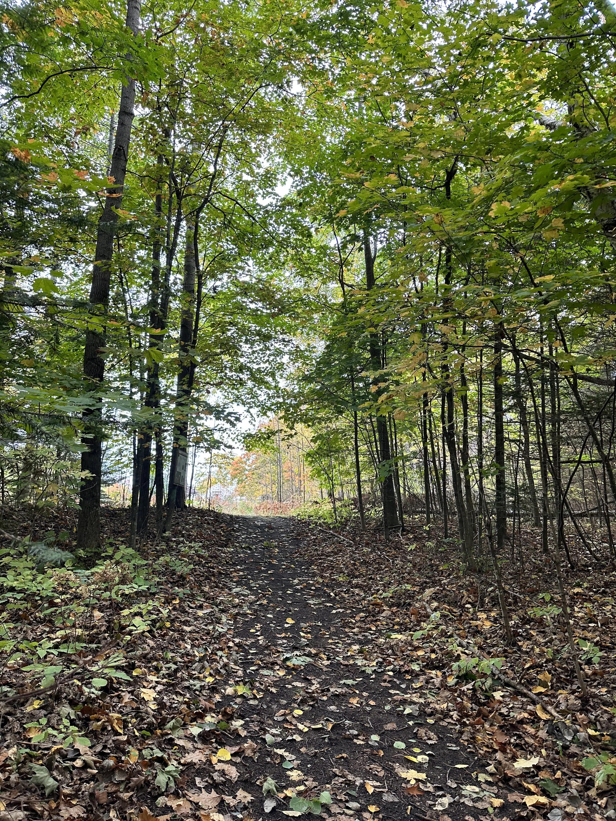 Slightly inclined trail covered with leave with green trees on either side.