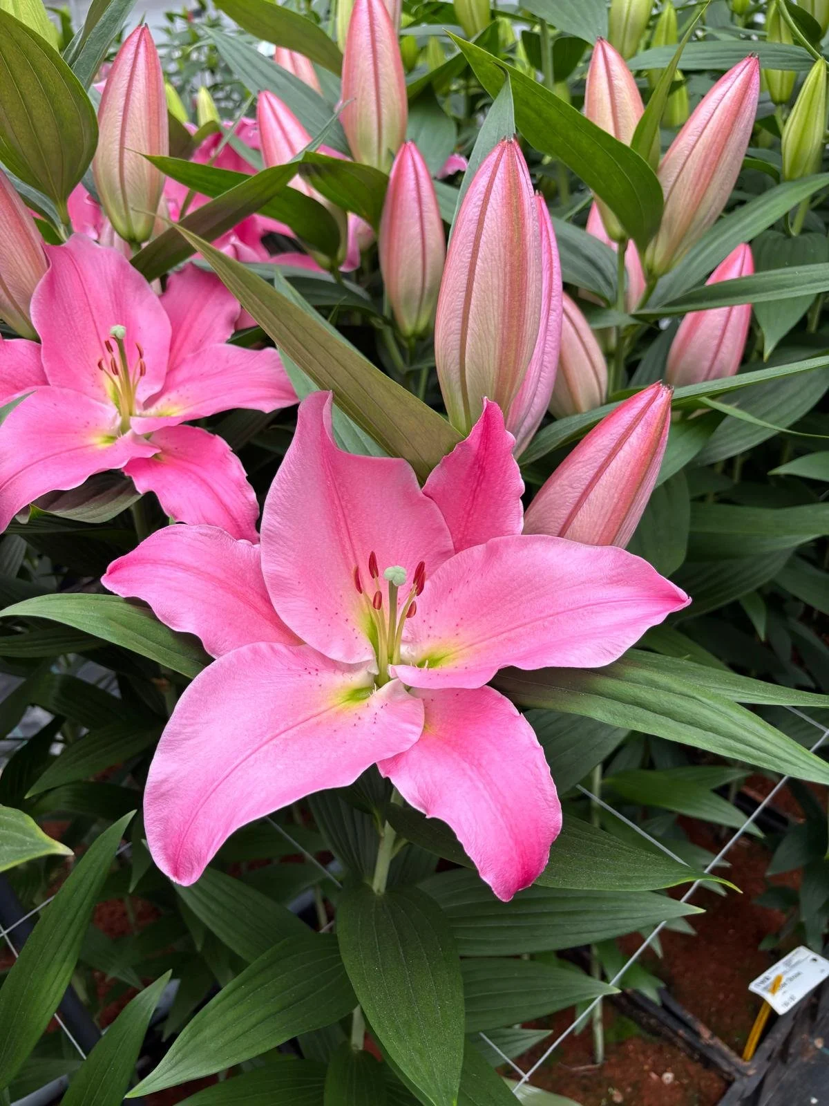 Oriental Pollen Free 'Liber Lady'