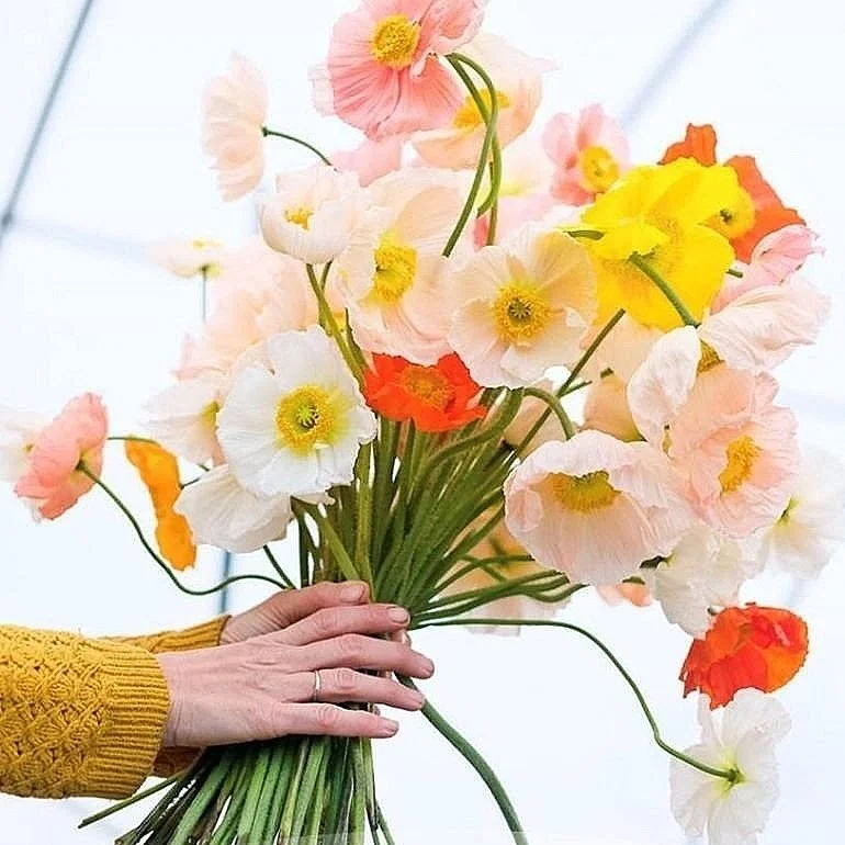 Colibri Poppy Mix — Italian Ranunculus UK