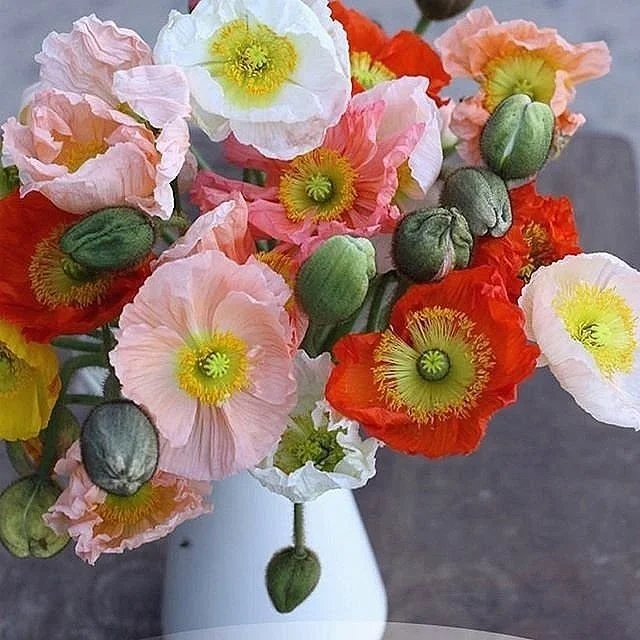 Colibri Poppy Mix — Italian Ranunculus UK