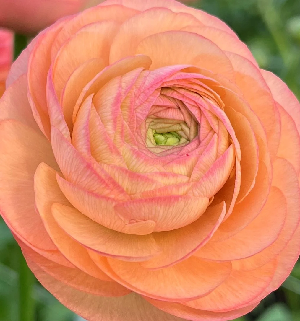 Elegance Salmone 06.JPG