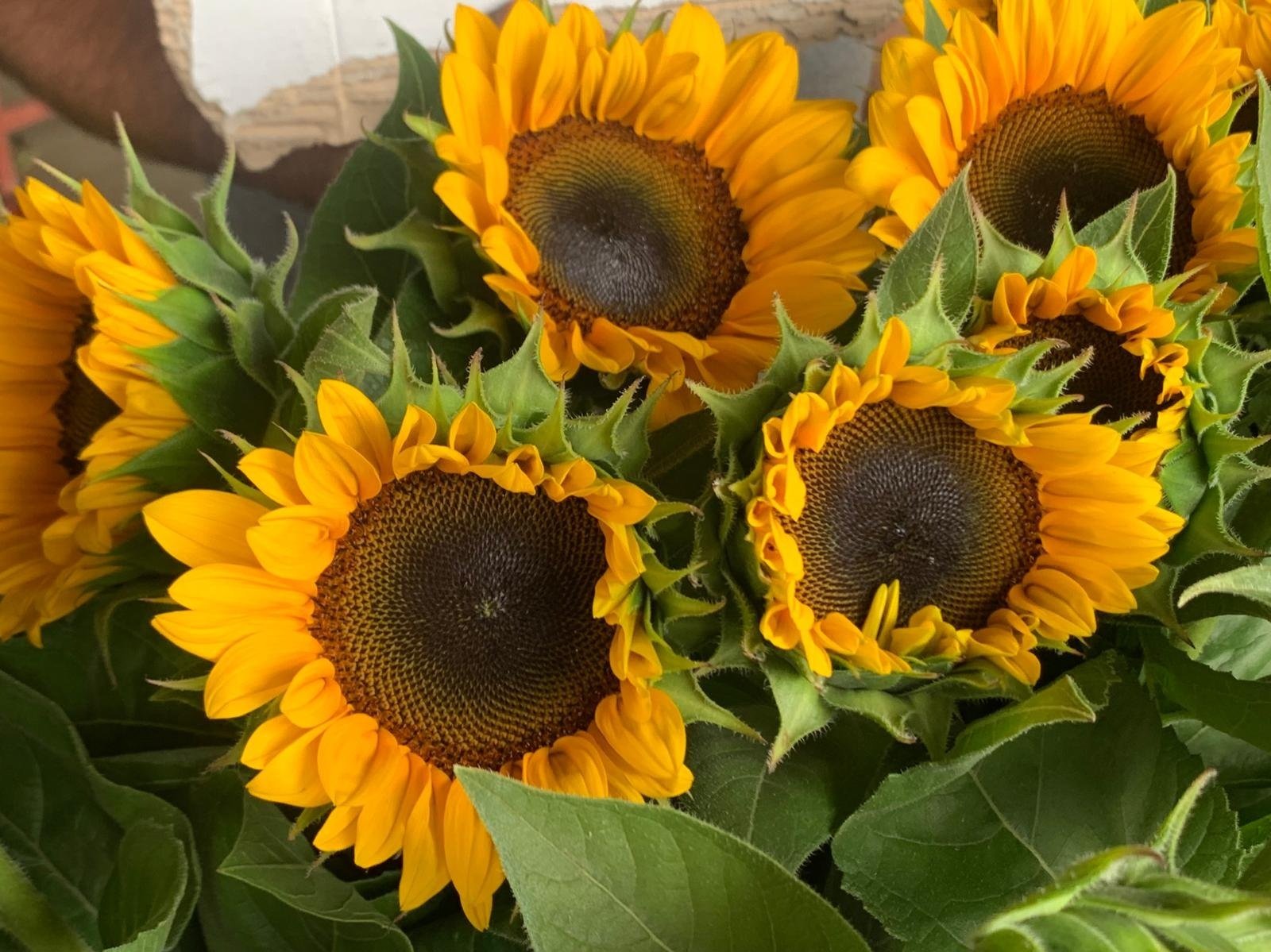 Helianthus Marco Polo Orange