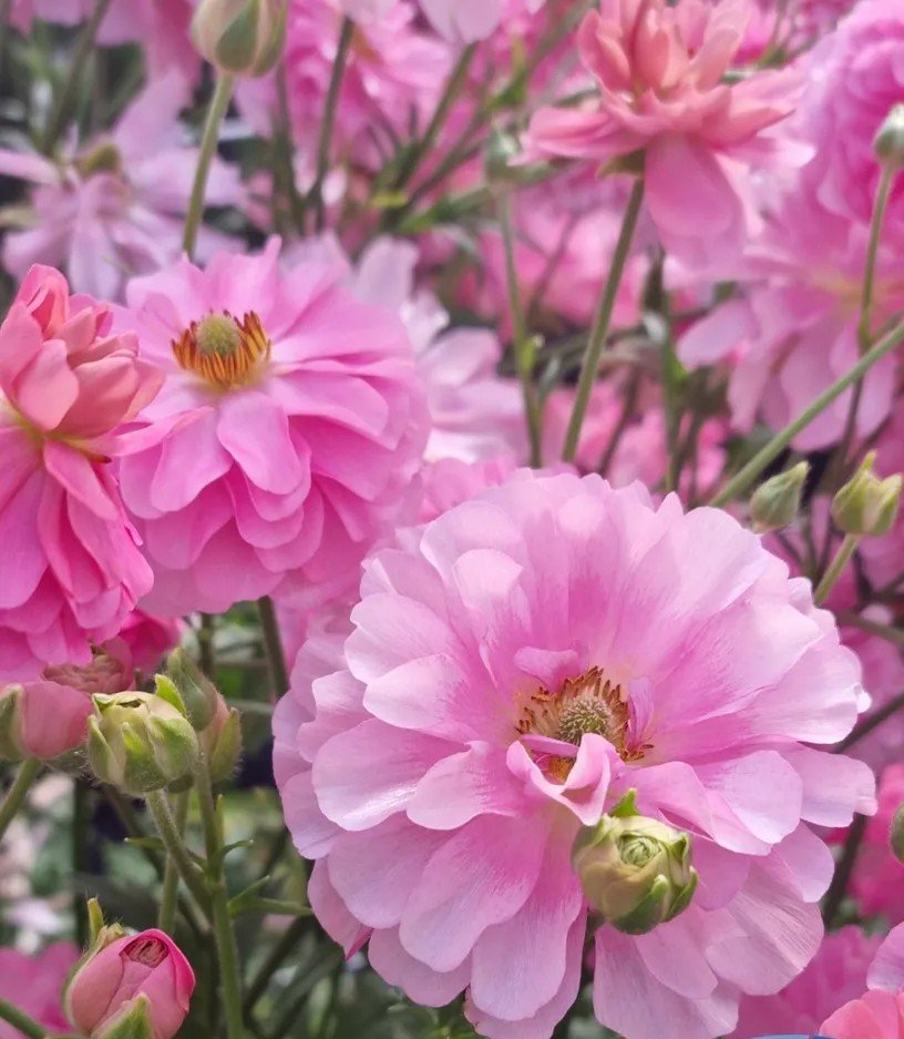 Cloni Natura 'Moderna 1857MDN'