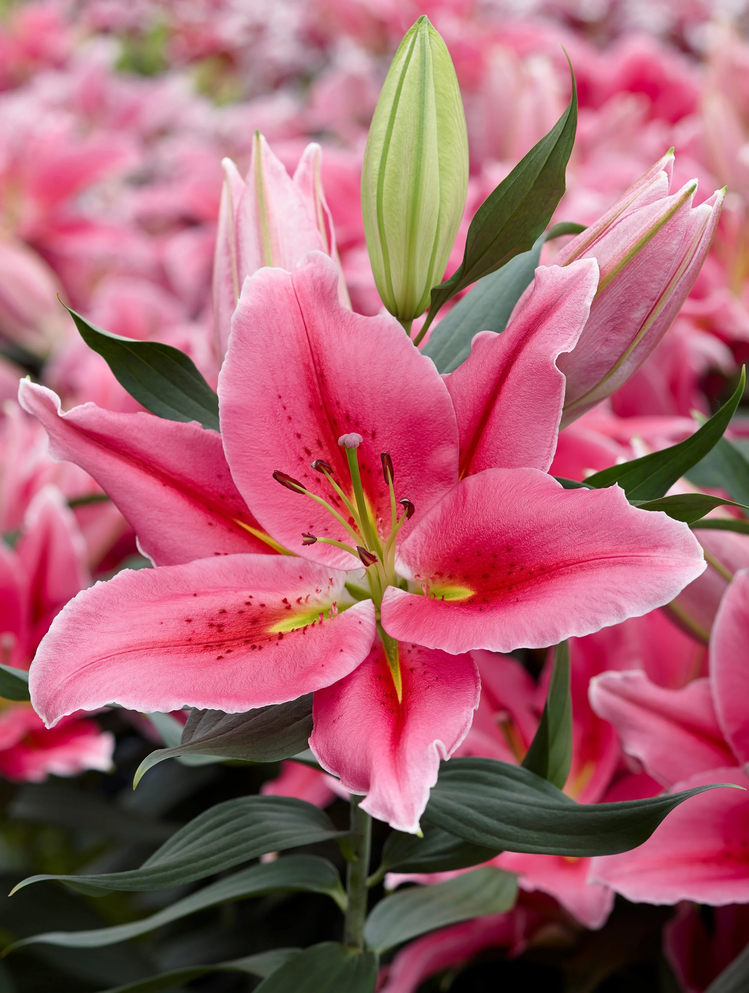 Oriental Pollen Free 'Best Regards'