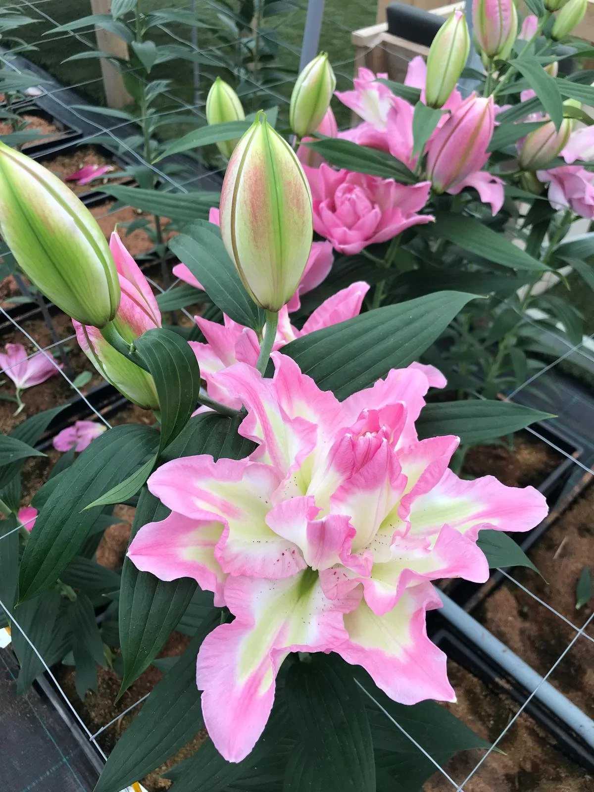 Oriental Double Pollen Free 'Lucky Angel'
