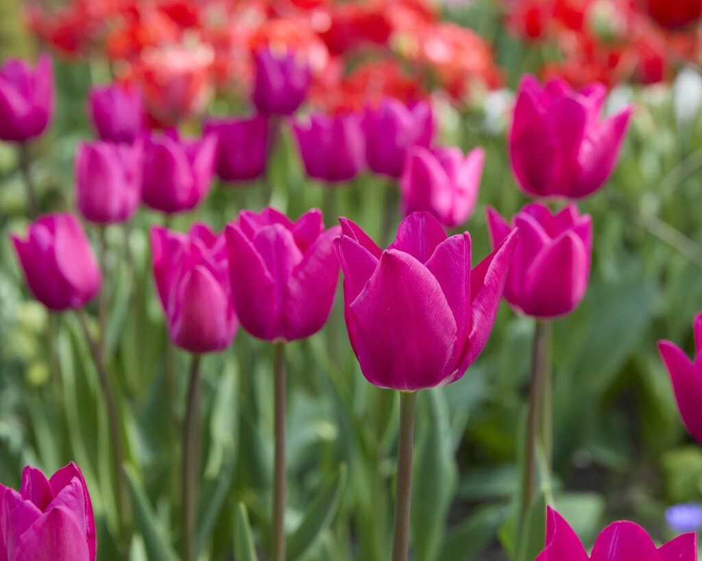 Pink Ardour