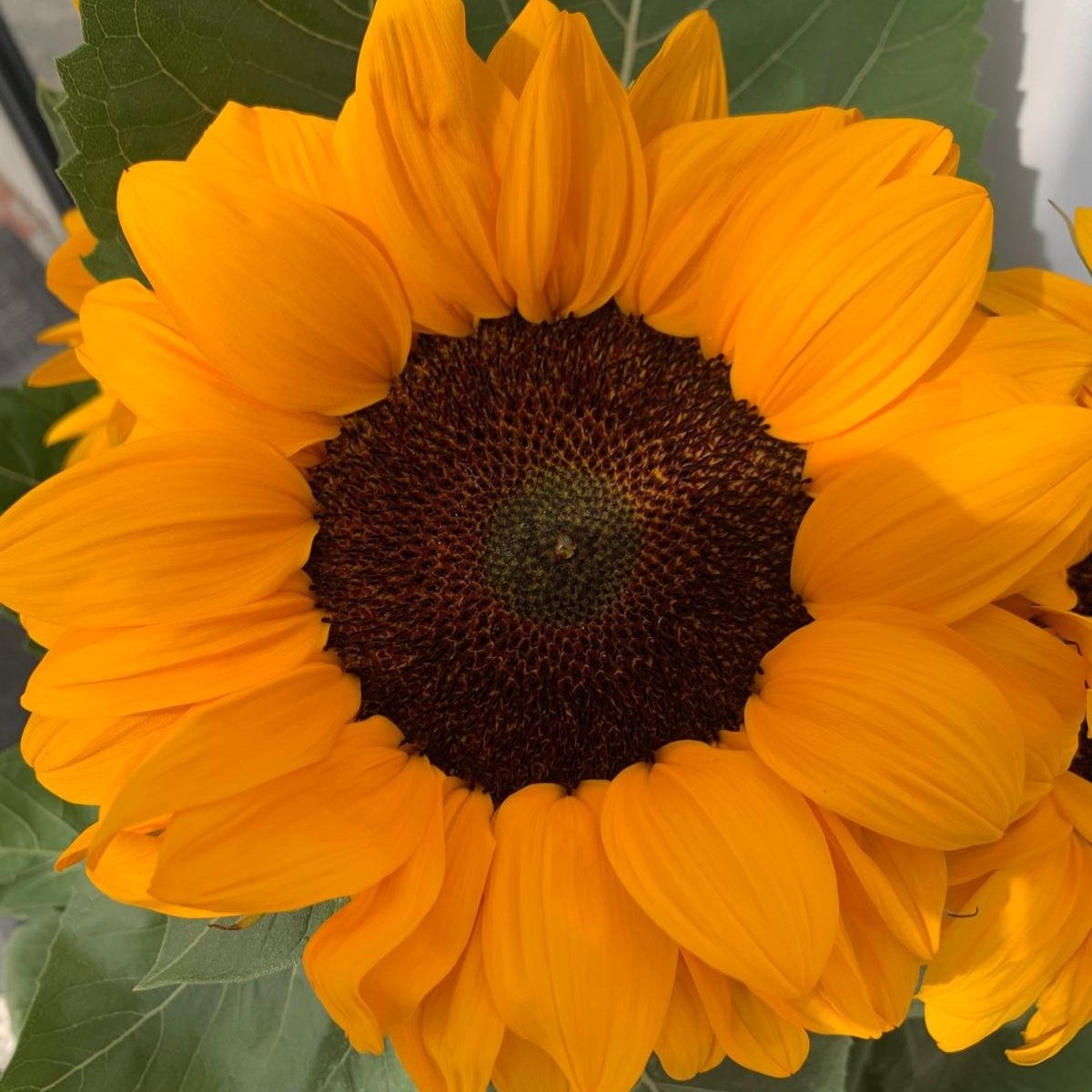 Helianthus Marco Polo Orange
