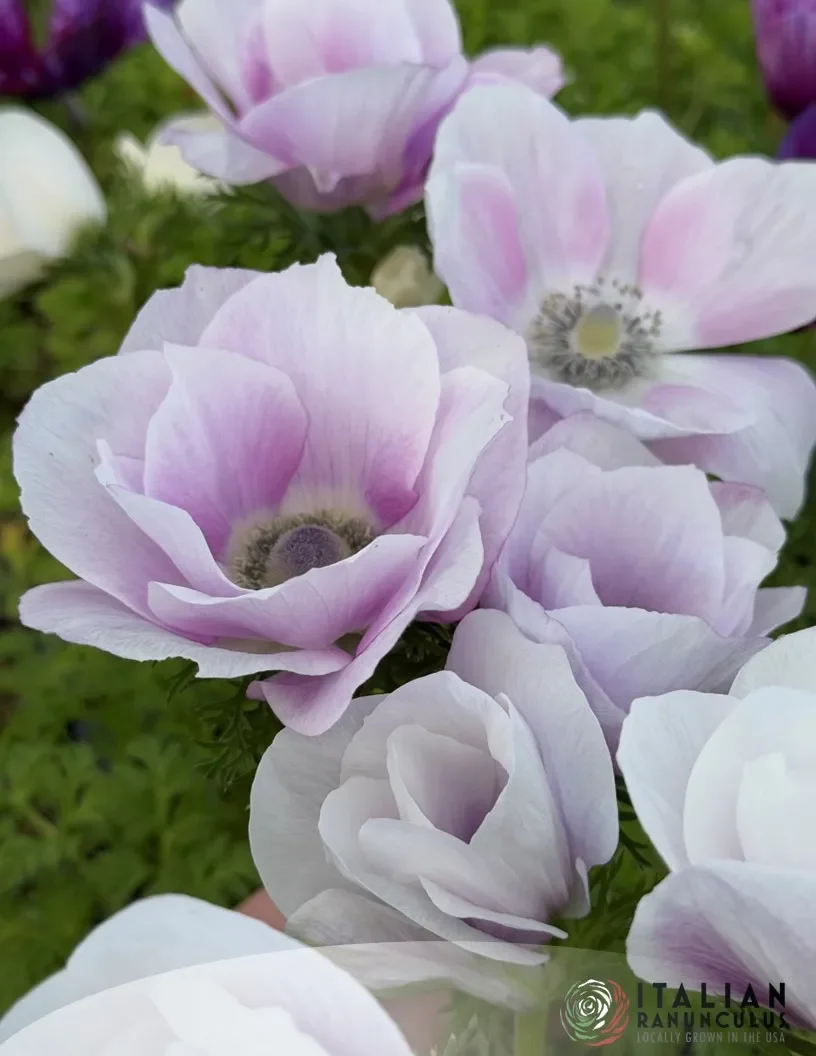 Mistral Anemone Pale 3.webp