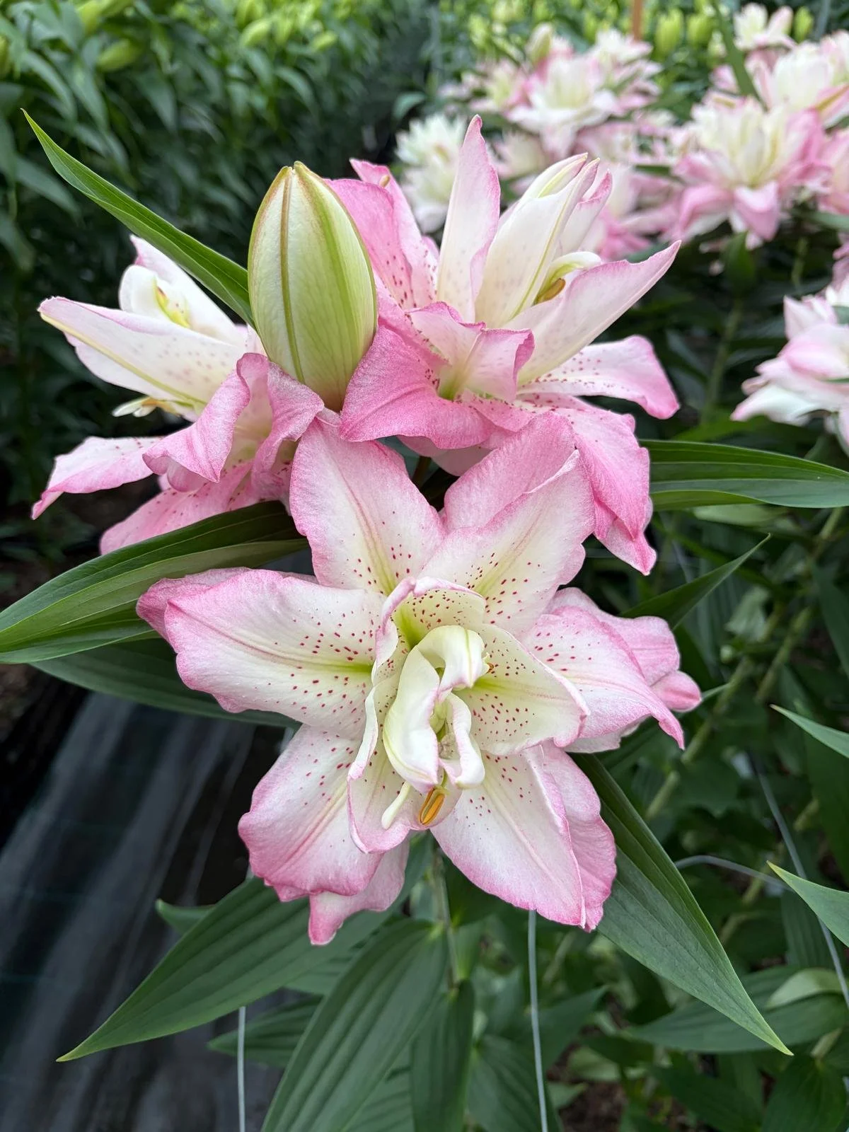 Oriental Double Pollen Free 'Arkansas'