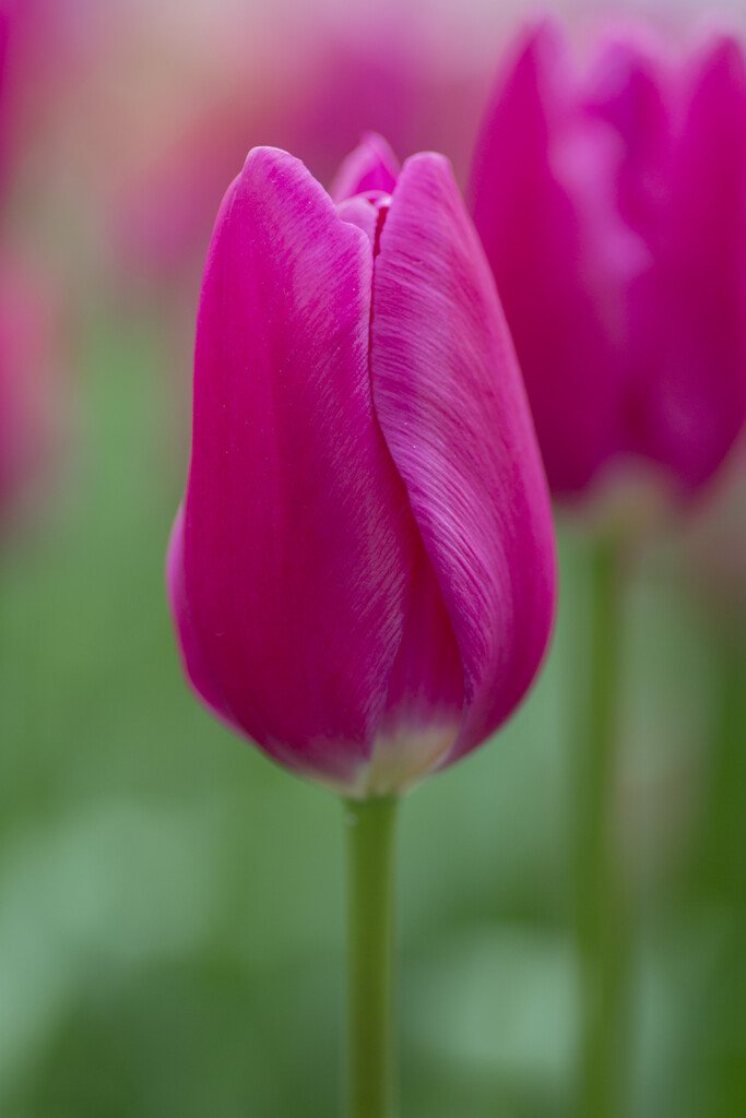 Pink Ardour