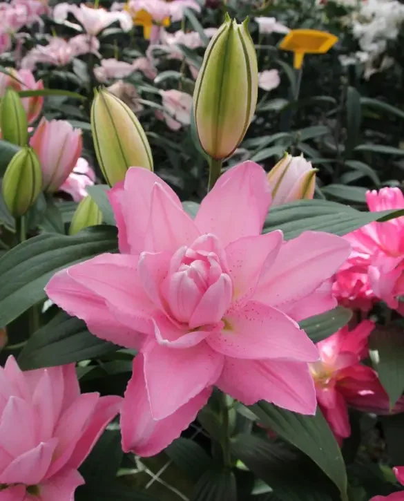 Oriental Double Pollen Free 'Lucky One'