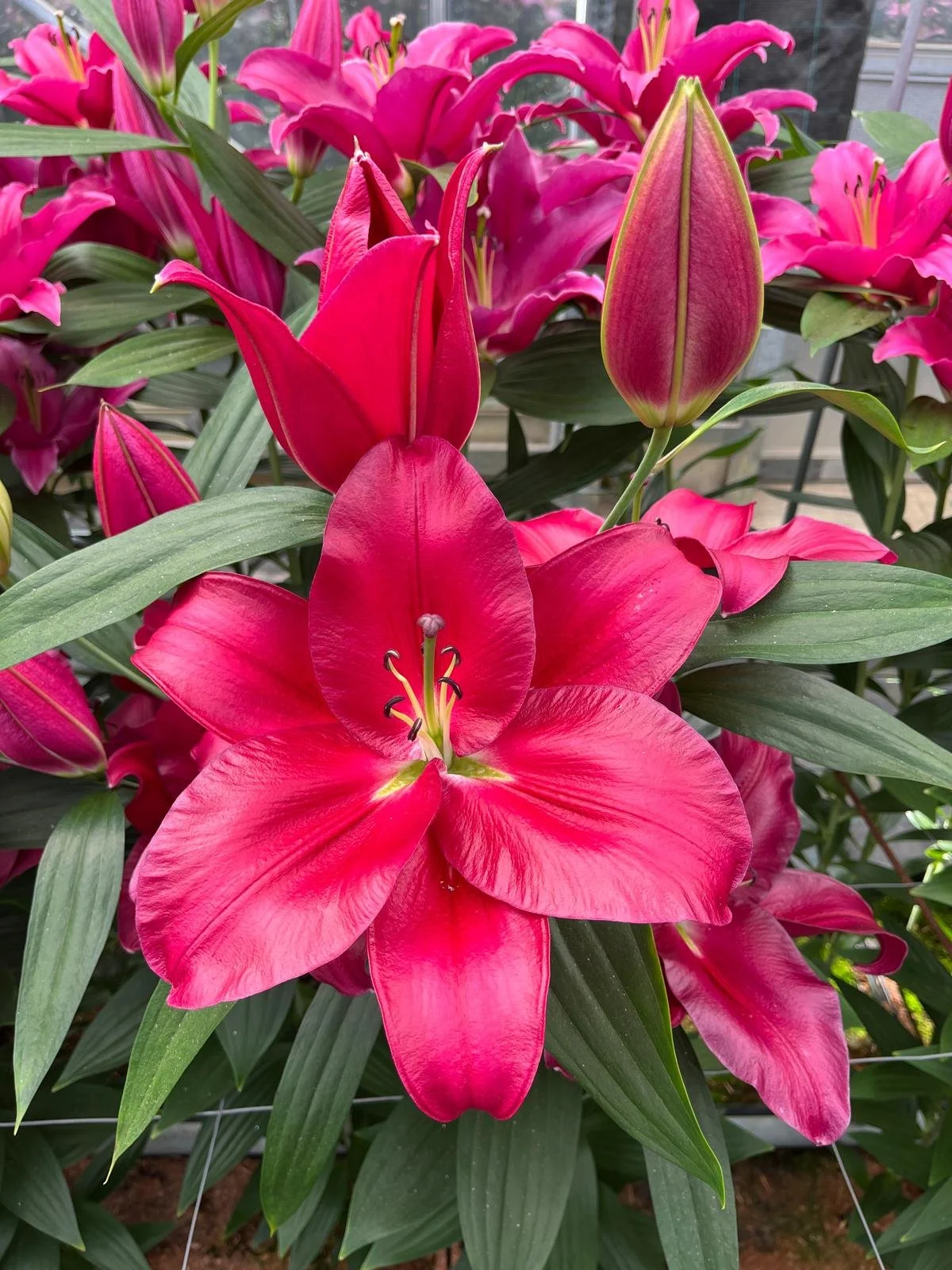 Oriental Pollen Free 'Liber Love'