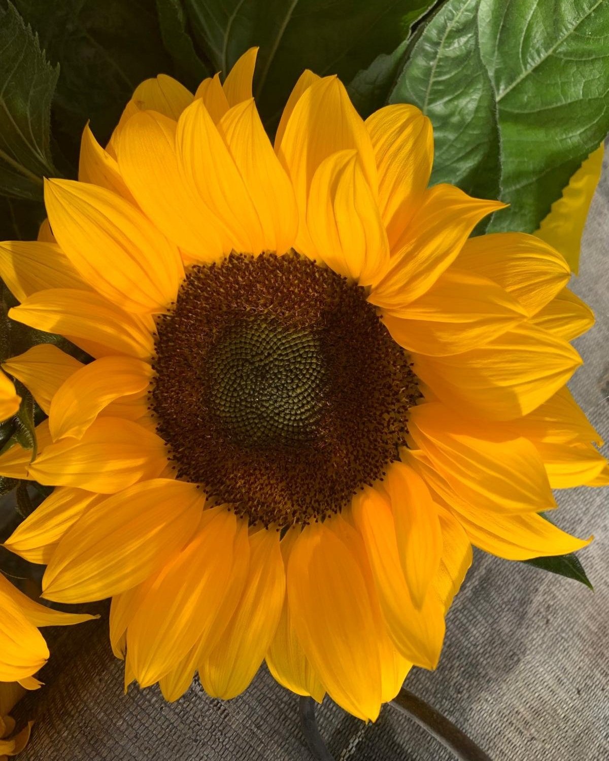 Helianthus Marco Polo Summer