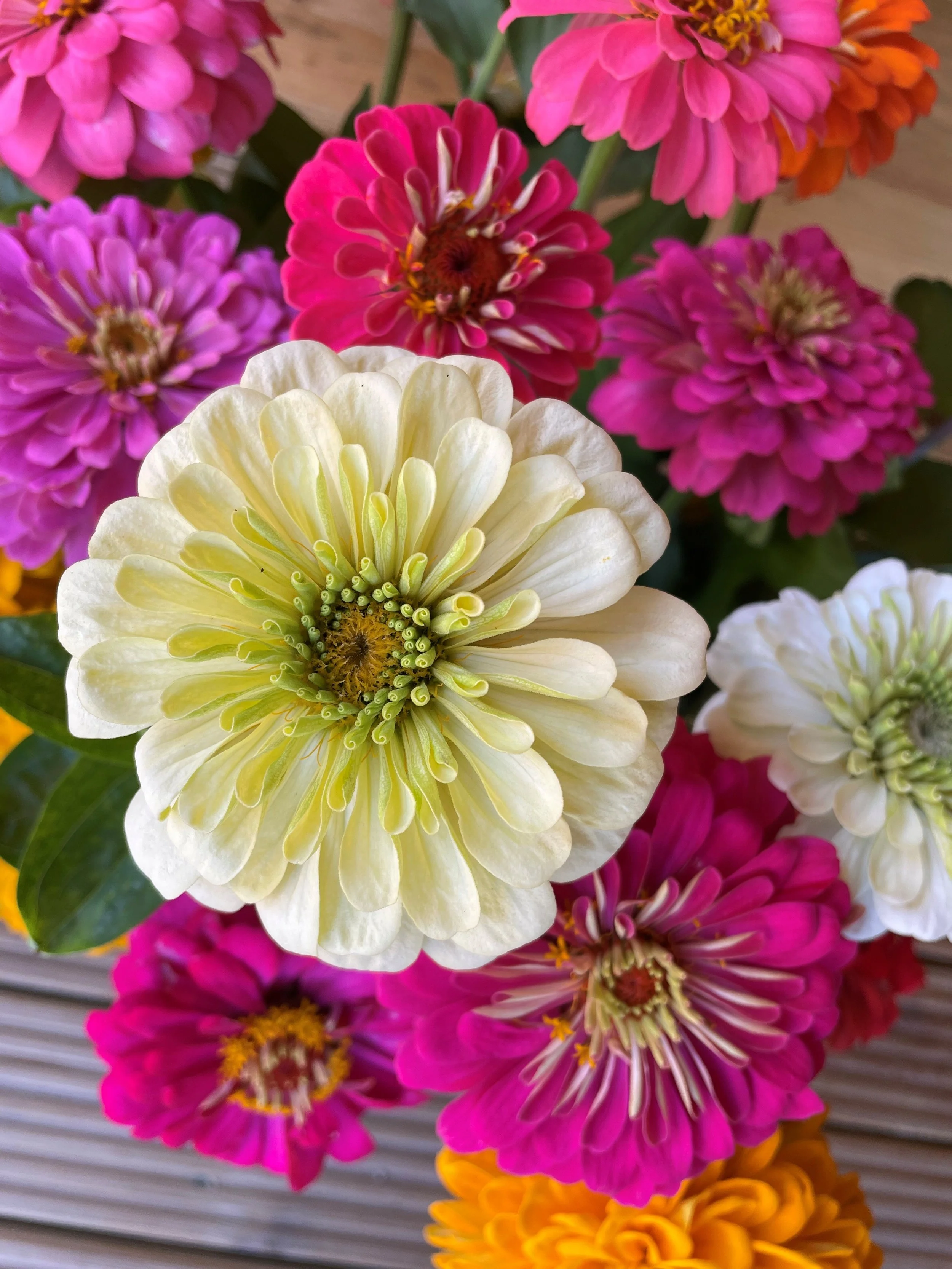 Zinnia Eldorado Mixed 5.jpg