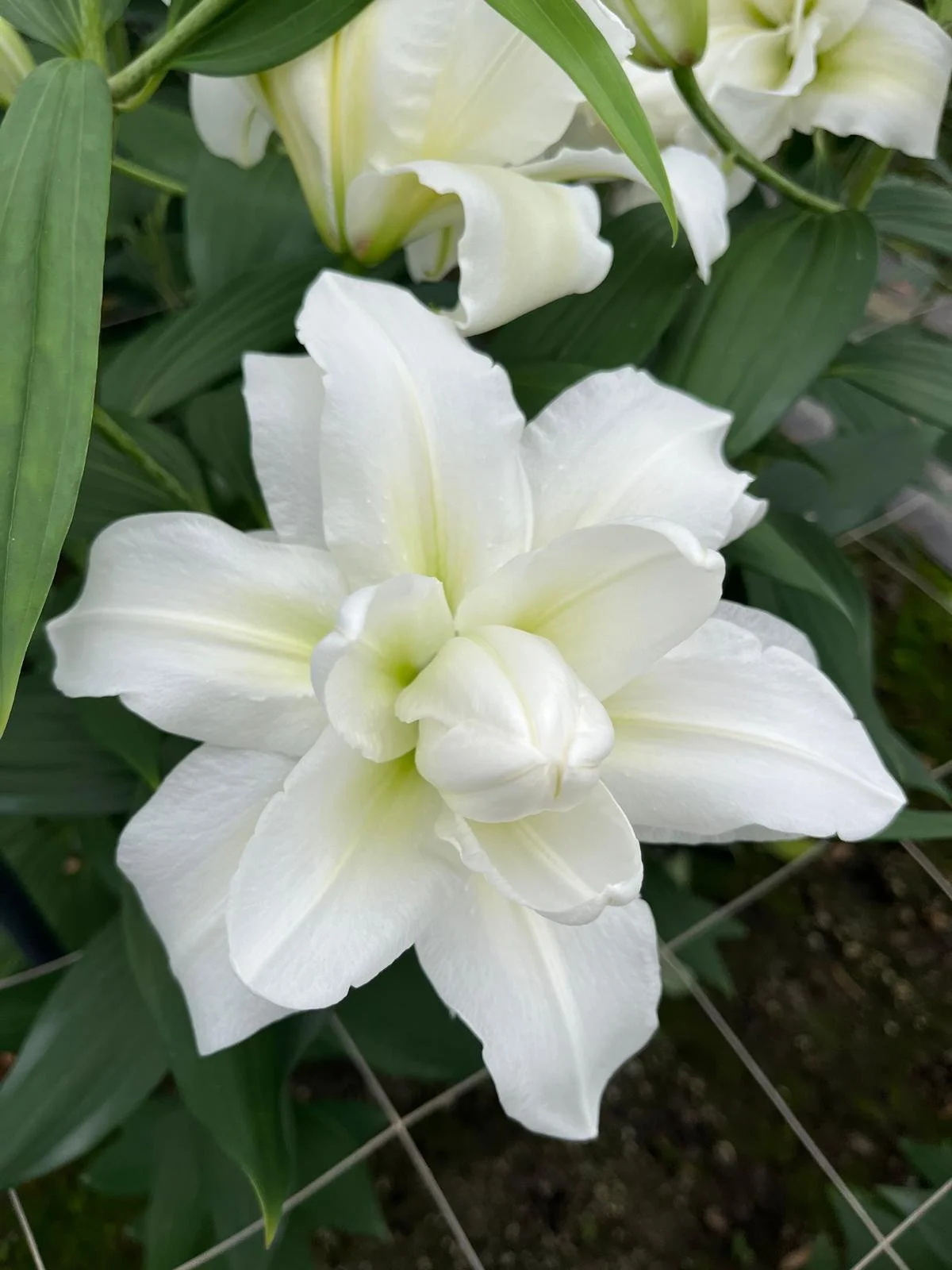 Oriental Double Pollen Free 'Arosa'