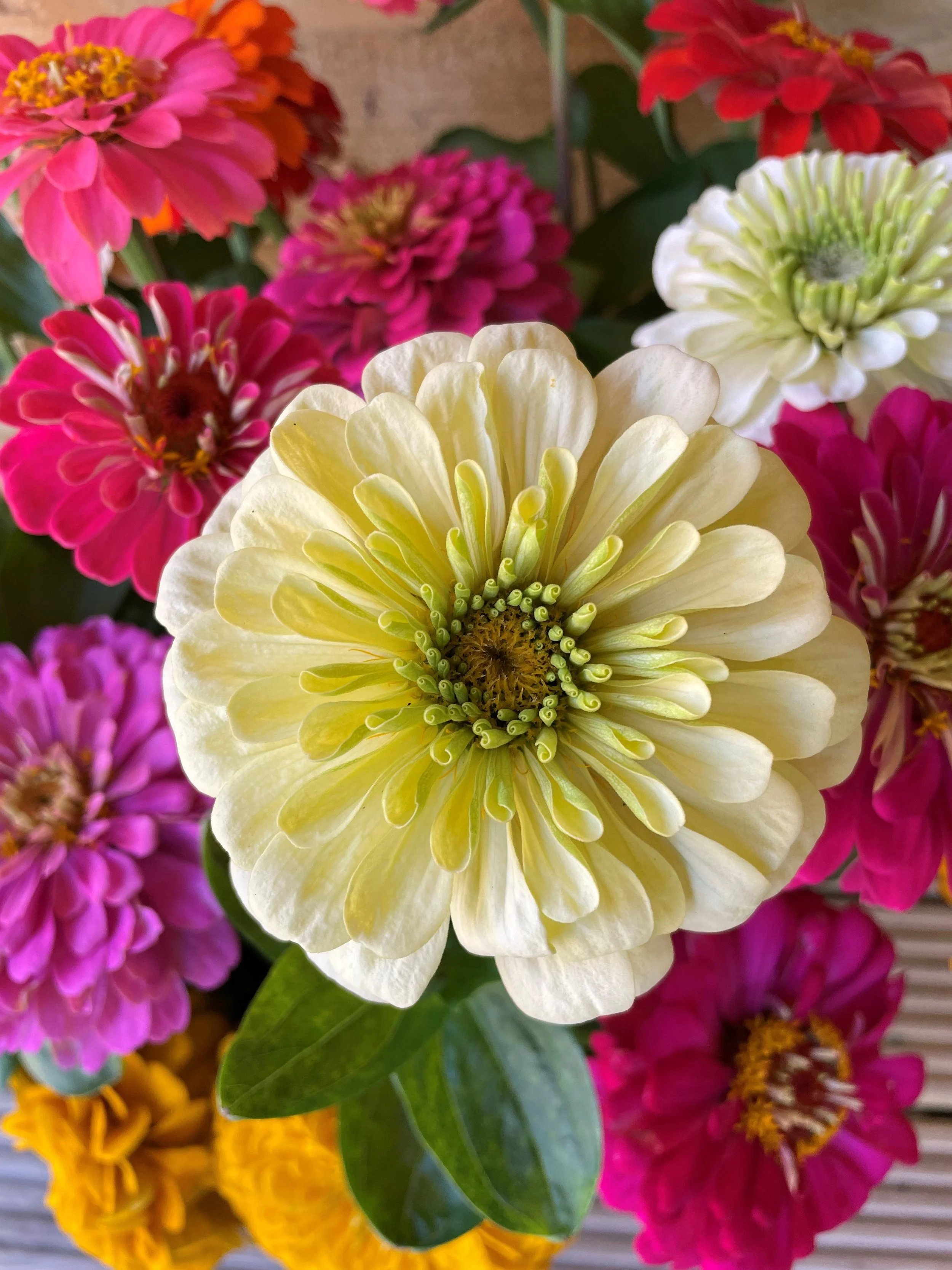 Mixed Eldorado Zinnia 4.jpg