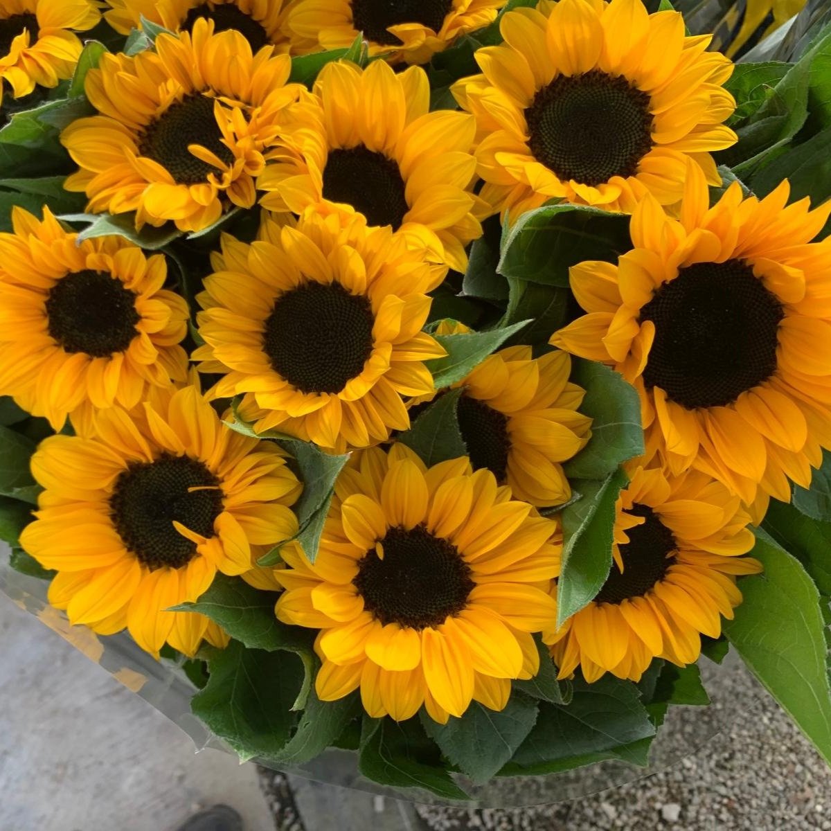 Helianthus Marco Polo Summer
