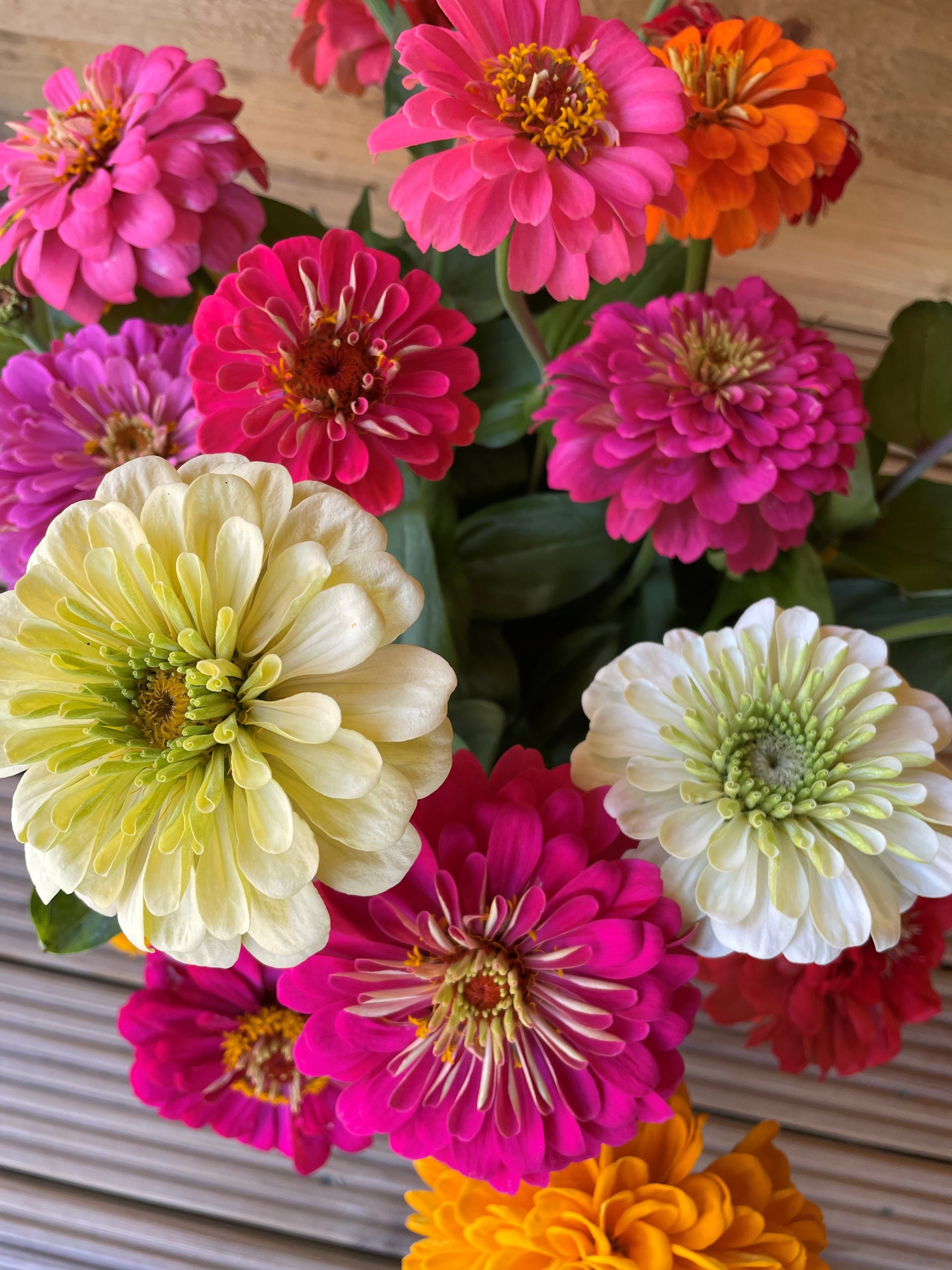 Zinnia Eldorado 6.jpg